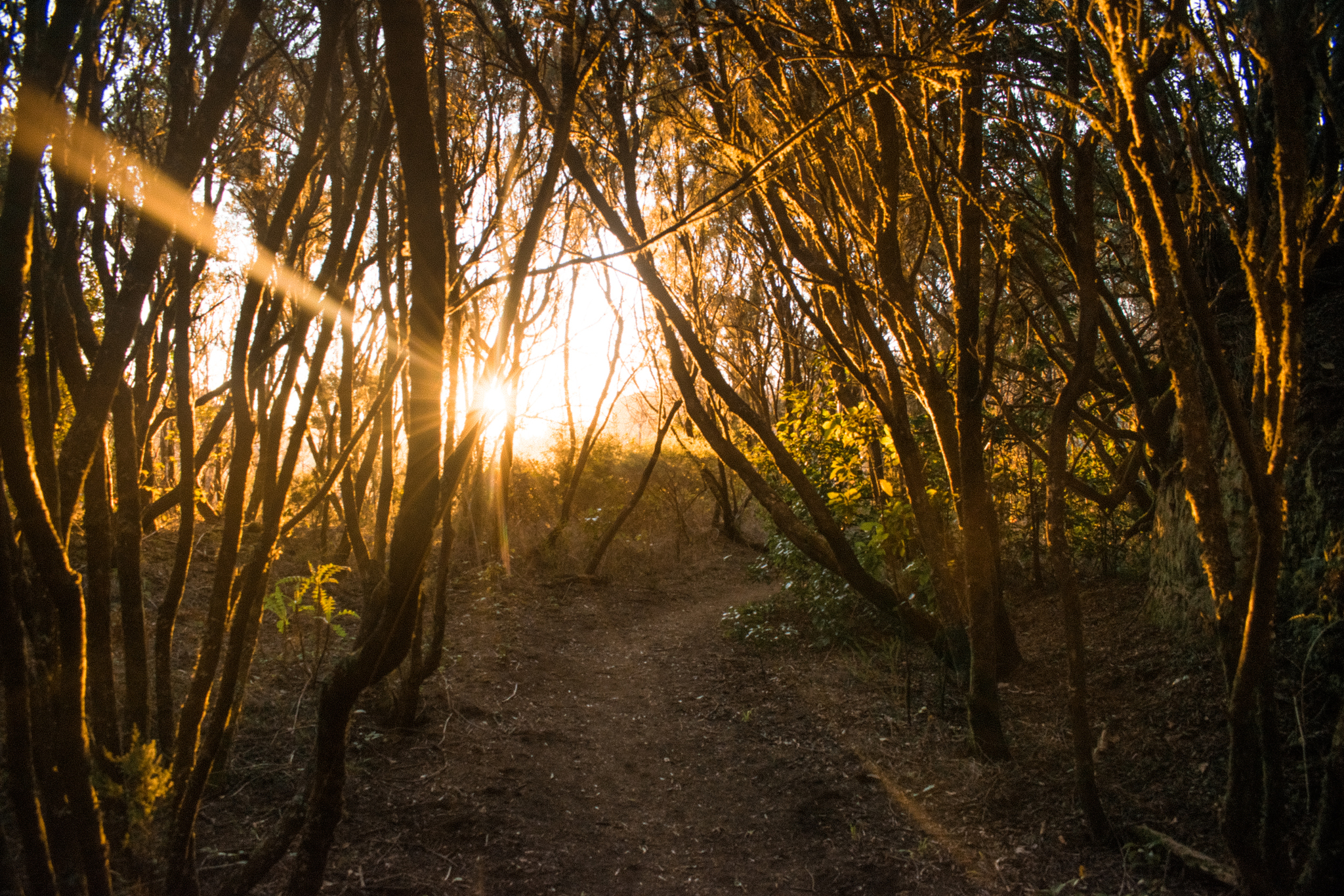 Canary Islands - My, Nikon d5300, Sigma 17-50, The photo, Nature, Travels, National park, Moss, Longpost