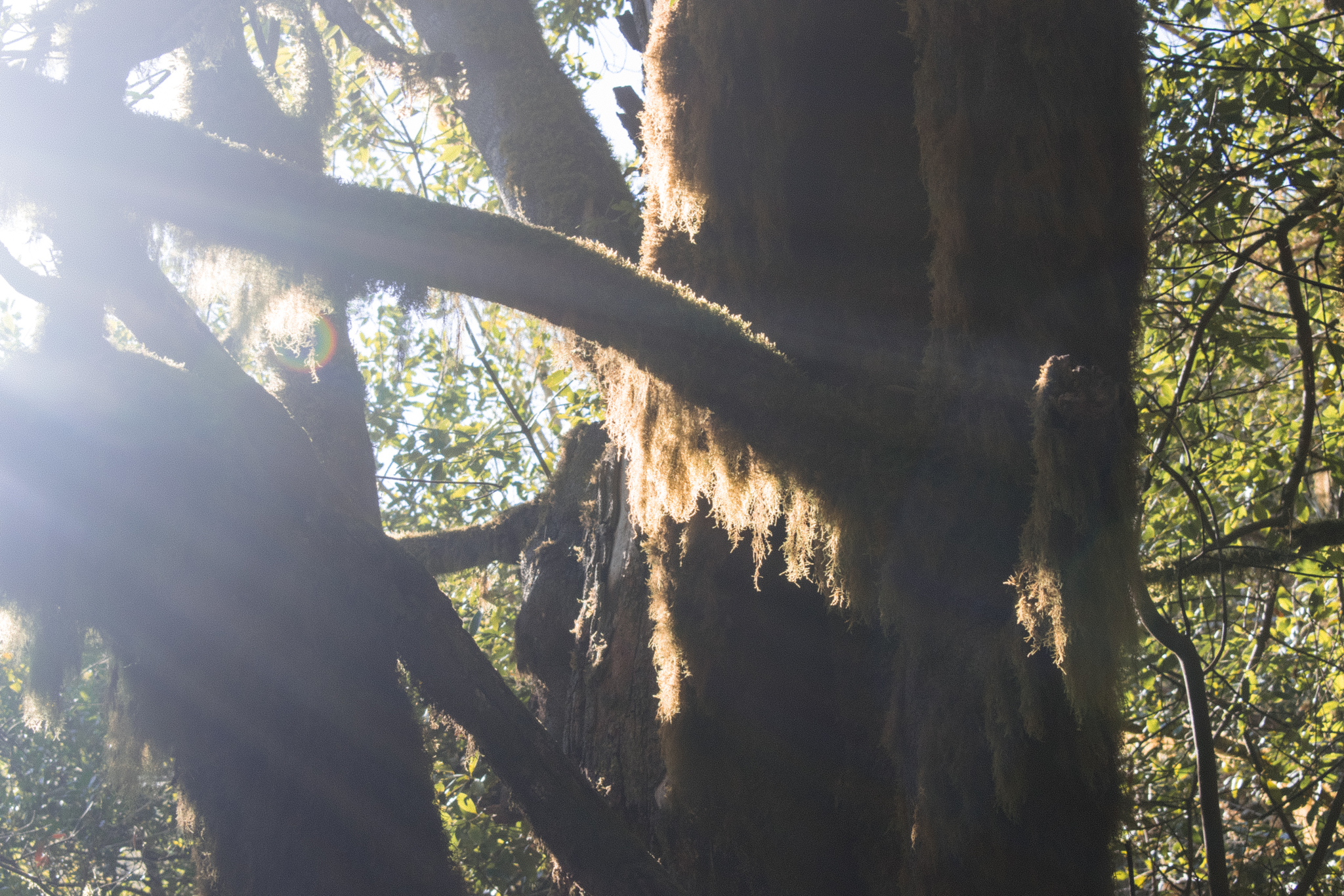 Canary Islands - My, Nikon d5300, Sigma 17-50, The photo, Nature, Travels, National park, Moss, Longpost