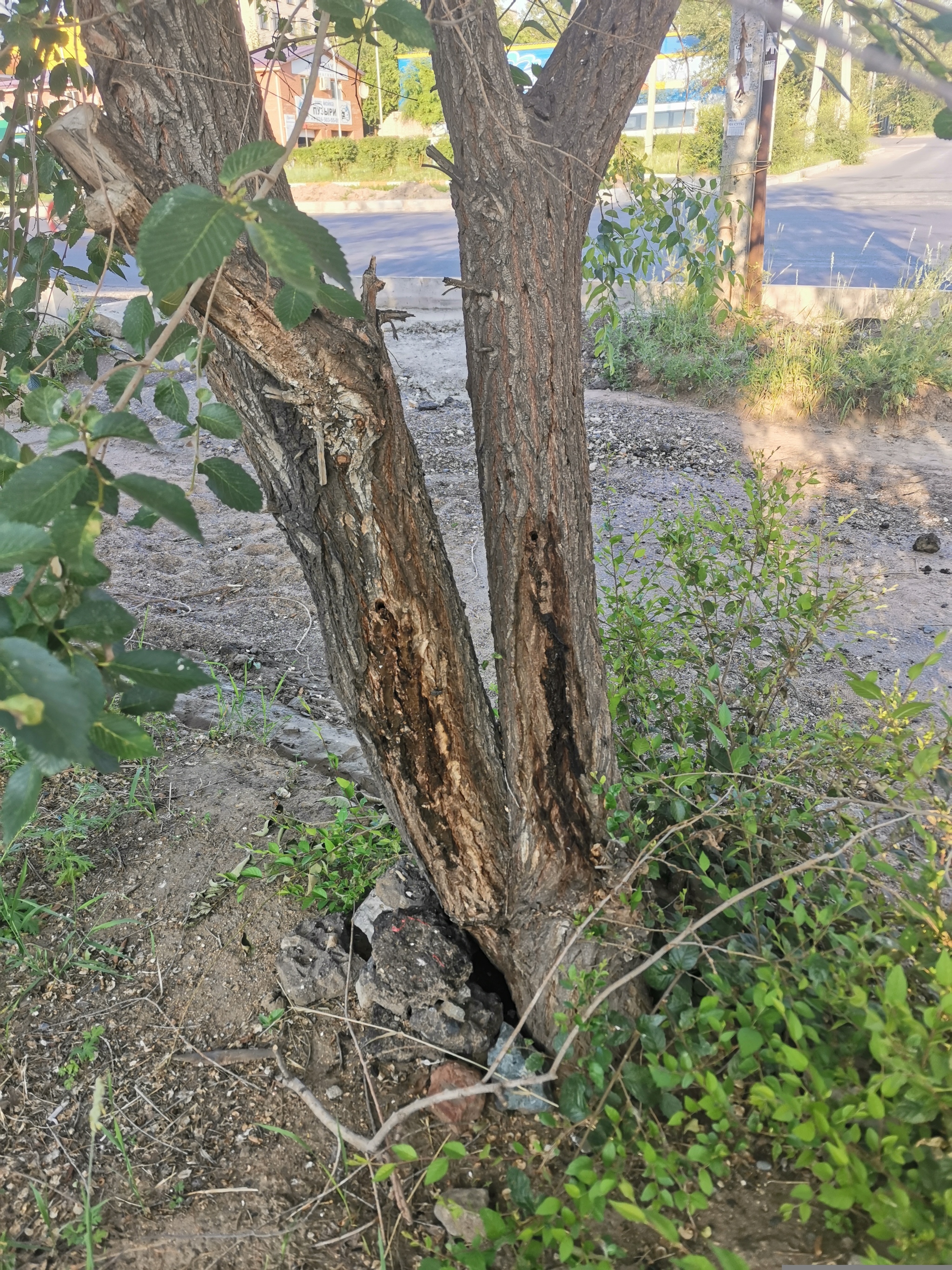 Barbaric destruction of trees in Chita - My, Tree, Arbitrariness, Ecology, Banner, Advertising, Chita, Longpost, Negative, Help