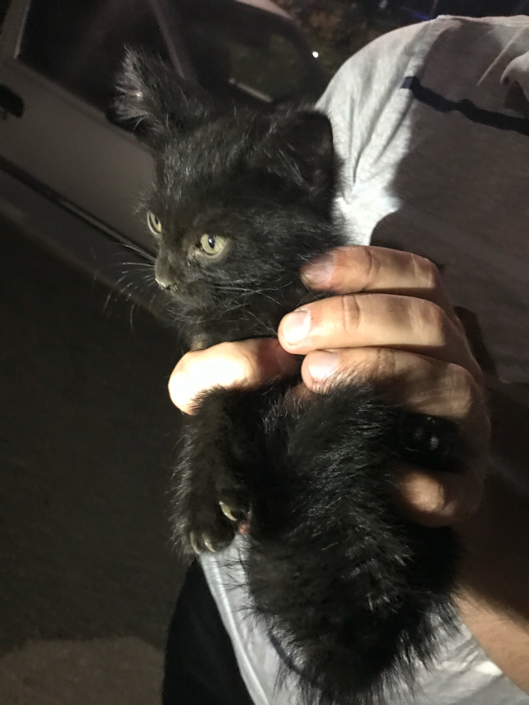 Found a kitten - My, cat, Foundling, Video, Longpost, Animal Rescue, Kittens, Help, Black cat