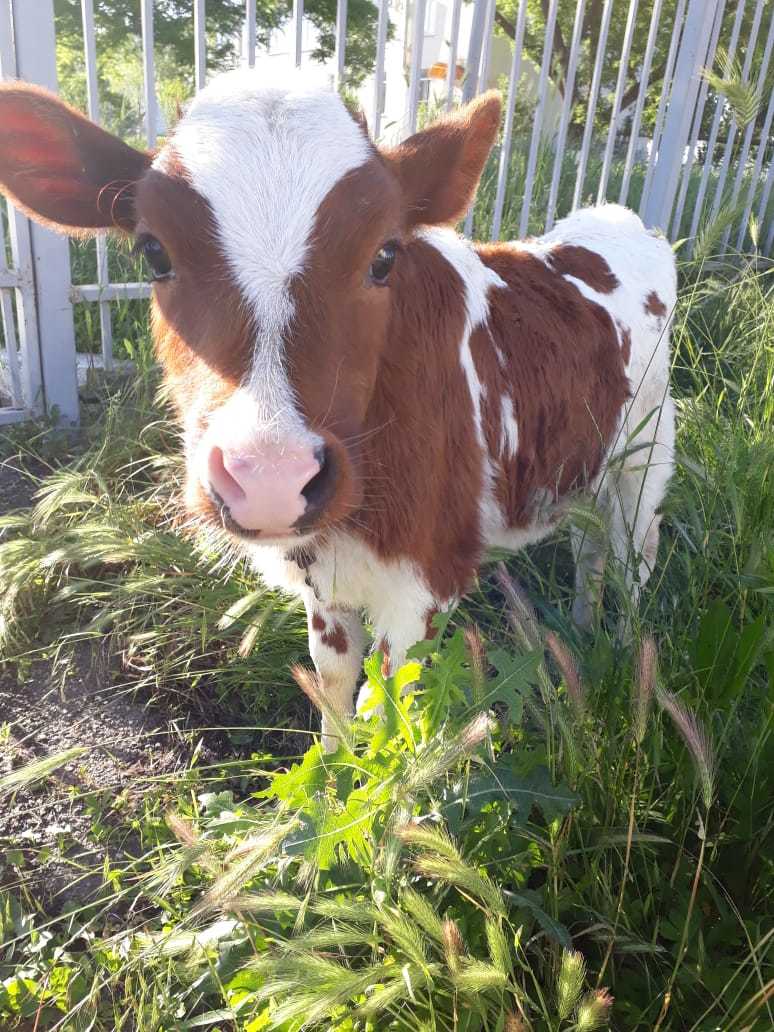 Just a calf :) - My, The photo, Calf, Milota, Animals