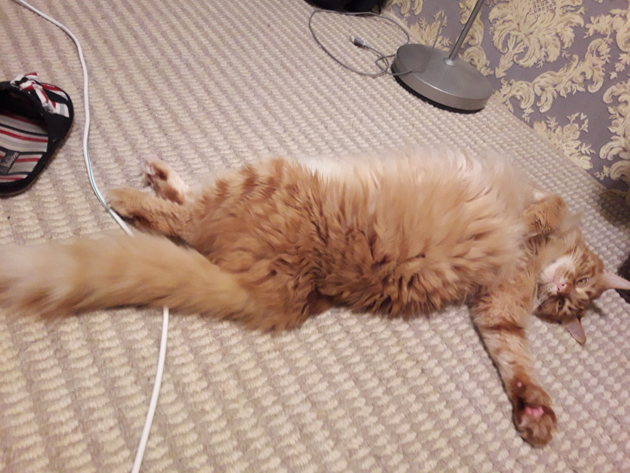 Murzik’s physical education minute - My, Maine Coon, Charger, Longpost, cat