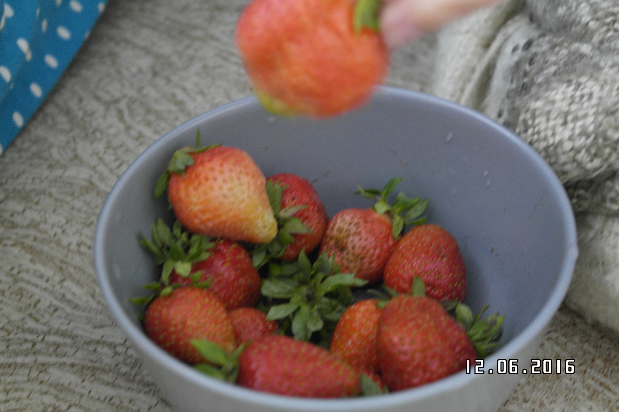 Strawberry and bouquet - My, cat, cat house, Longpost