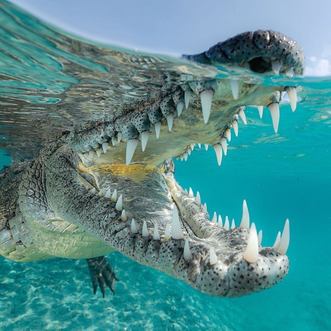 Have you ever wondered why crocodiles' teeth are so white? They change their teeth up to 80 times in their lives - Crocodiles, Teeth, Facts