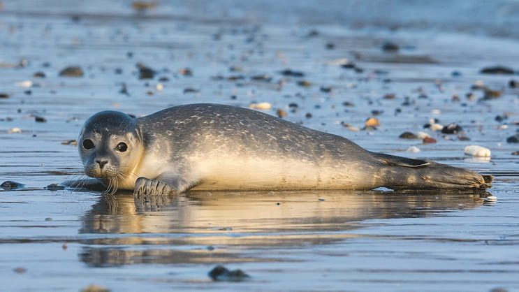 Seals are being killed in Kazakhstan - My, Animal protection, Kazakhstan, Poor seals, Seal