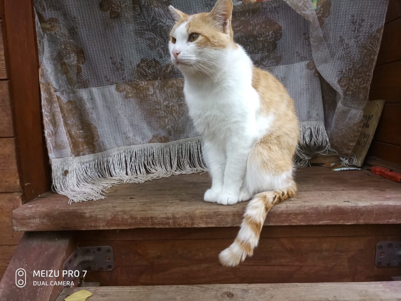 Lost cat in Pokrovka, Klinsky district - No rating, Lost, Pokrovka, cat, Longpost, Moscow region, Lost cat, Help me find