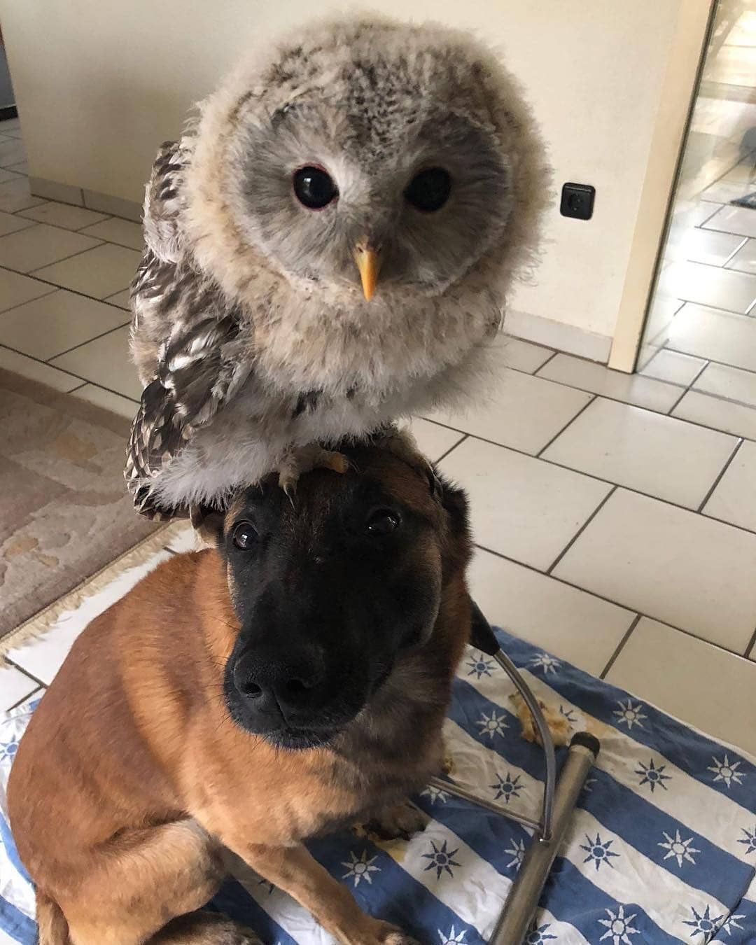 Dog: Take this away from me, please... - Dog, Owl, Pets, Sight, Milota