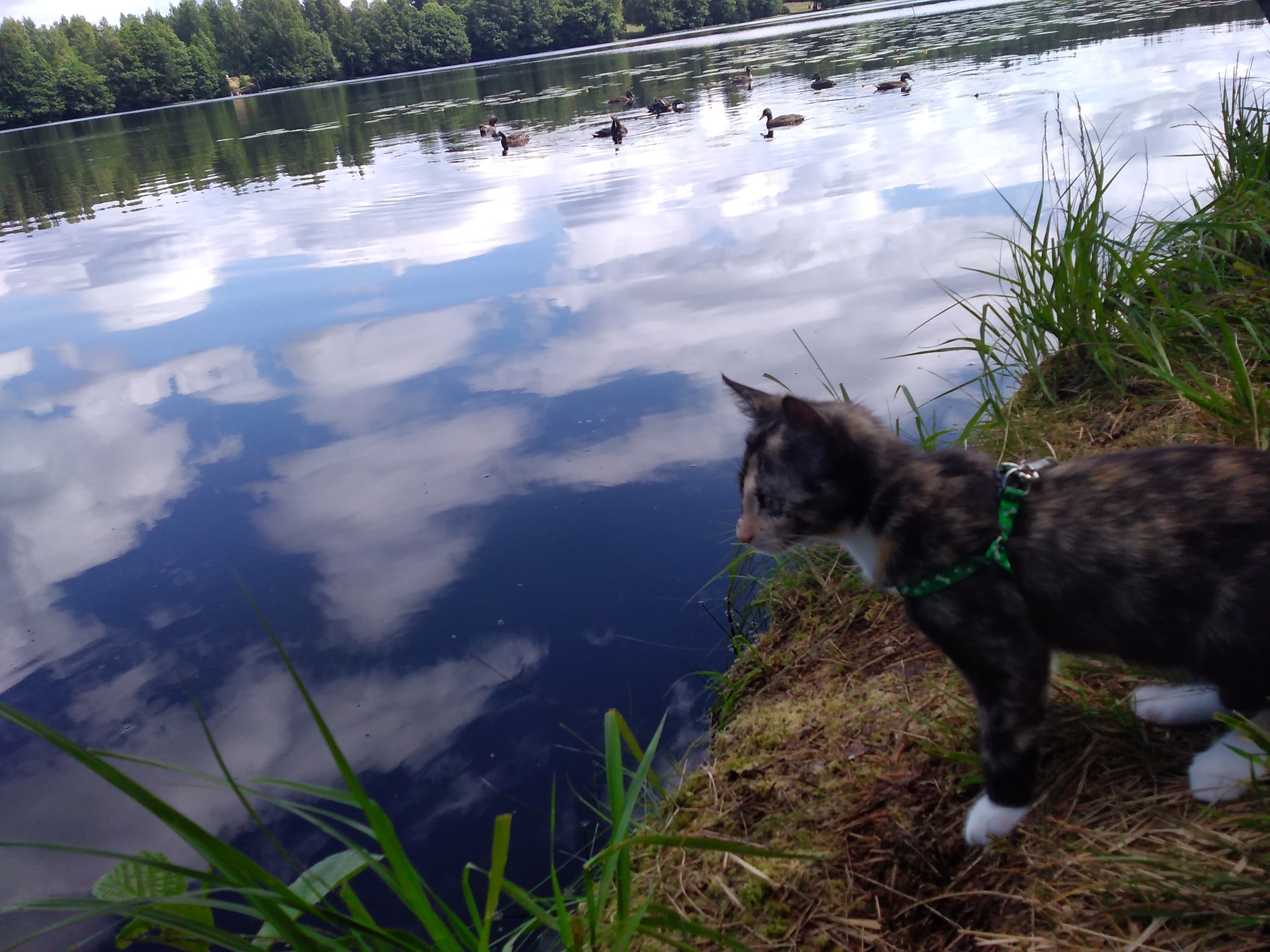 Ashley on a hike - My, Tricolor cat, Hike, Longpost, cat