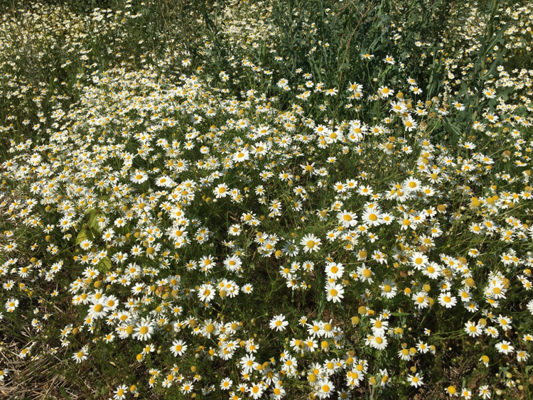 Chamomile Sea - My, The photo, Chamomile, Flowers, Nature, Longpost