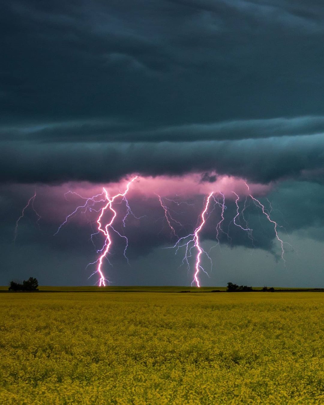 Гроза в Канаде. Провинция Альберта - Фотография, Канада, Гроза, Природа, Поле, Тучи, Цветы, Молния, Длиннопост