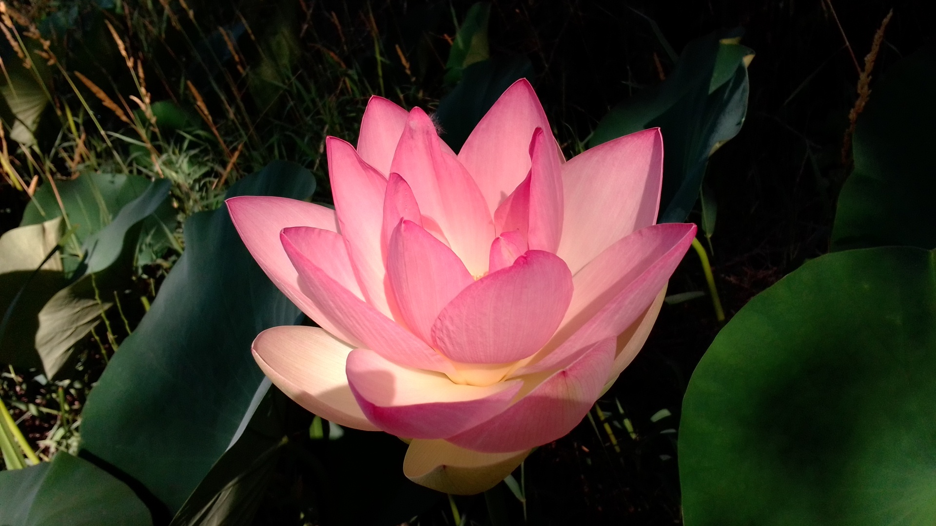 Lotuses - My, lotus lake, Lake, Longpost, Lotus, Flowers