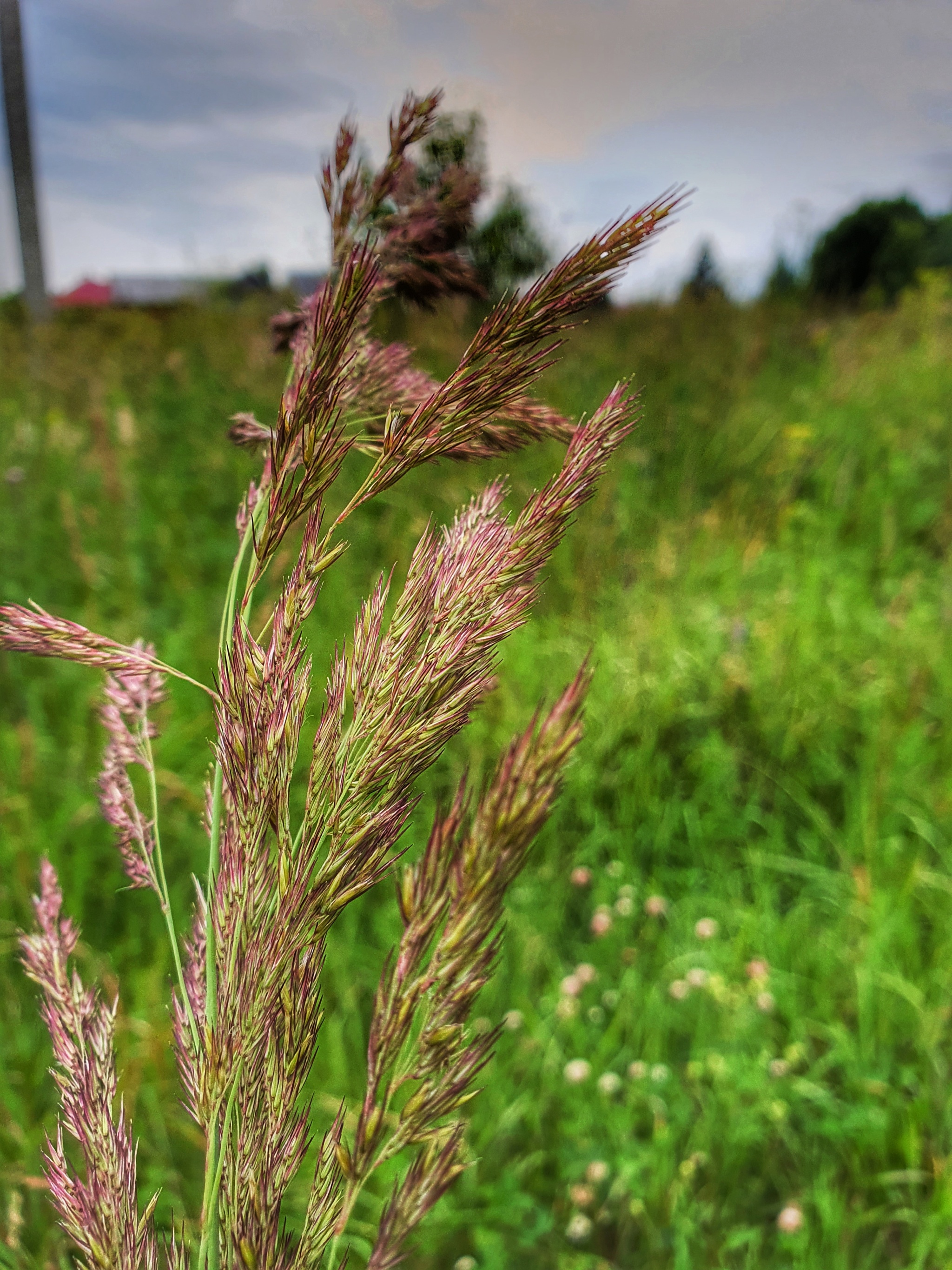 Before the rain - My, The clouds, Summer, Rainbow, Butterfly, Longpost, The photo