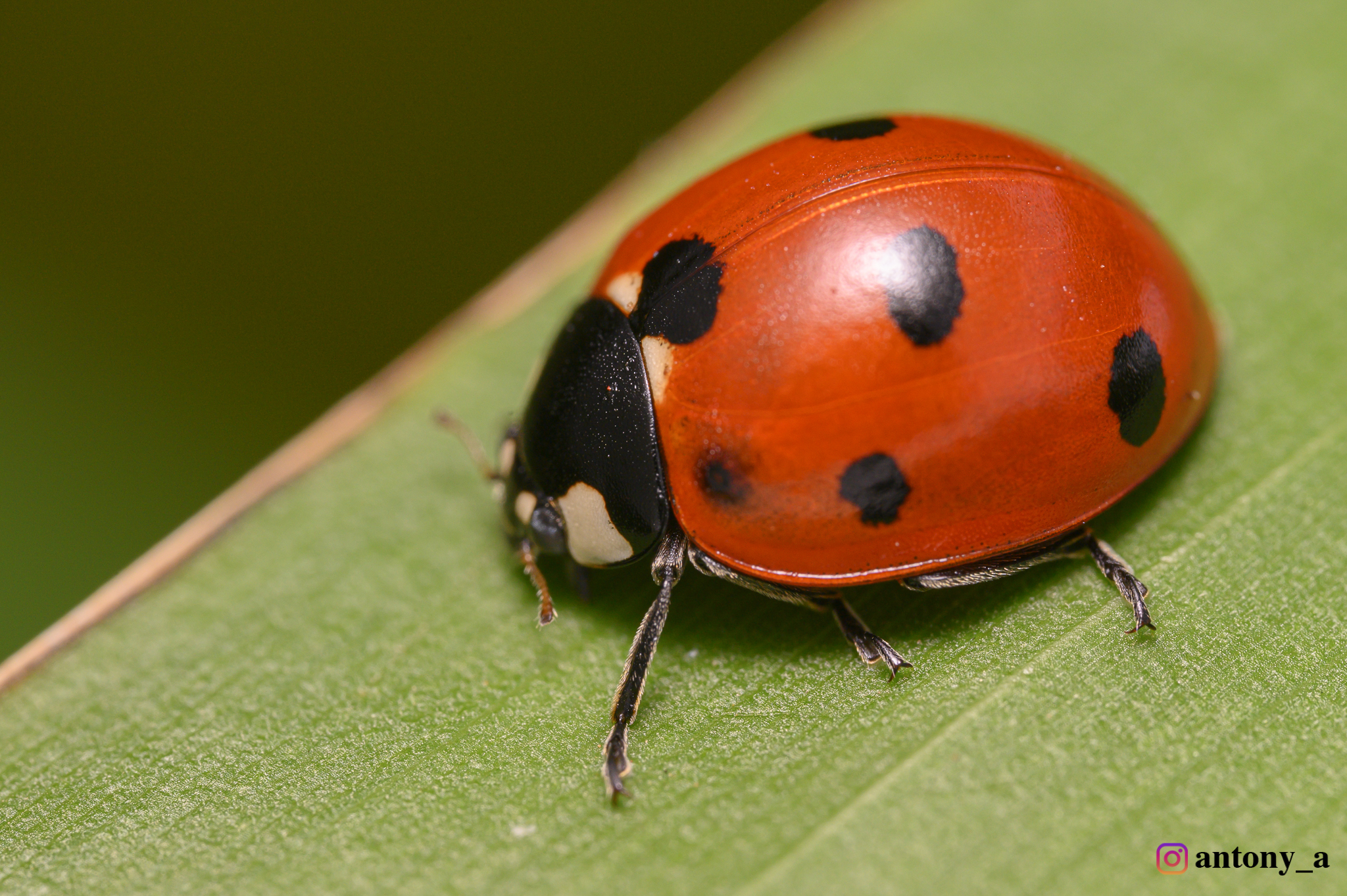 Ladybug - My, Insects, Macro, Macro photography, ladybug