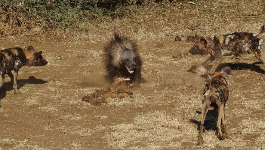 Brown hyena: Soaked through with carrion. What does an animal become if it only eats remains? - Hyena, Predator, Animals, Yandex Zen, Longpost