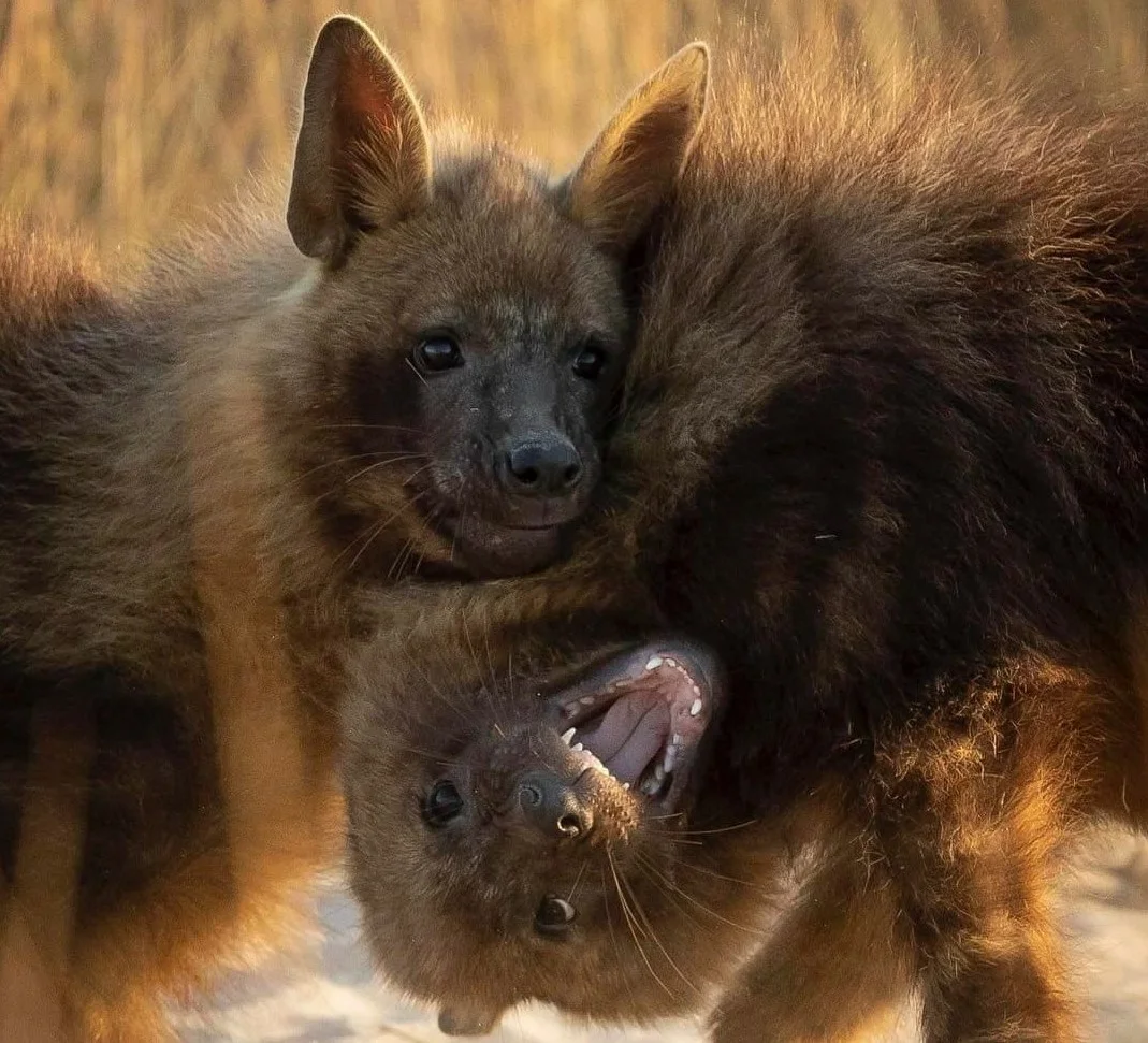 Brown hyena: Soaked through with carrion. What does an animal become if it only eats remains? - Hyena, Predator, Animals, Yandex Zen, Longpost