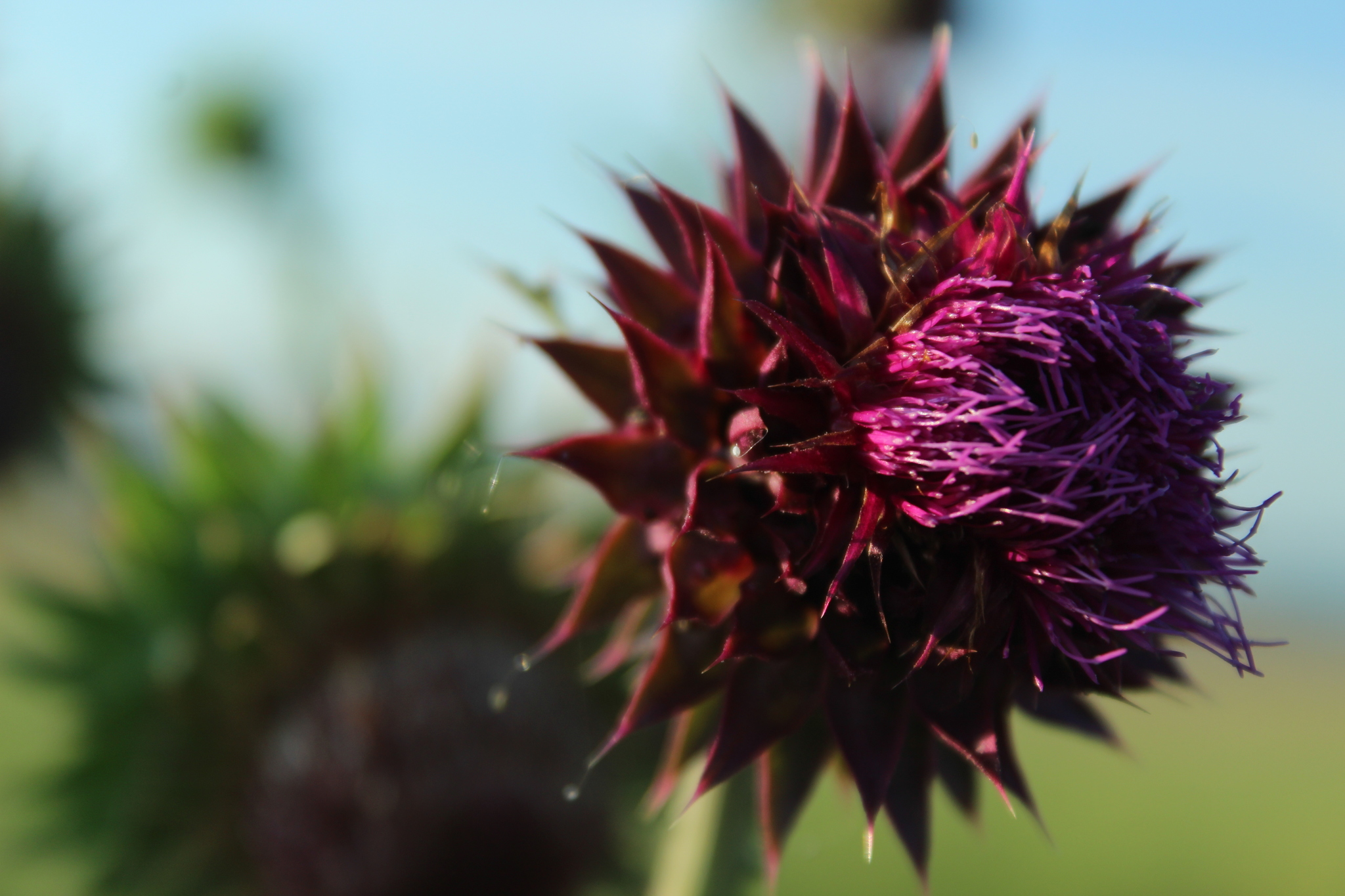 Photo - My, The photo, Beginning photographer, Plants, Flowers, Insects, Clouds, Longpost