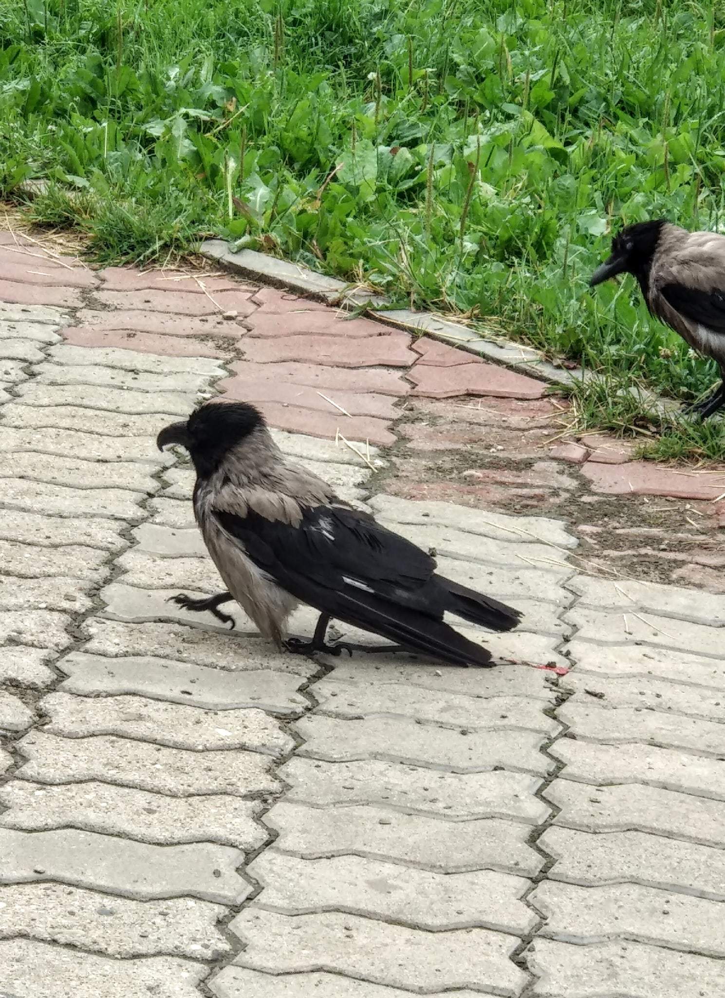 Mutants Among Us - My, Birds, Crow, Mutation, Nature, Bird watching, Longpost