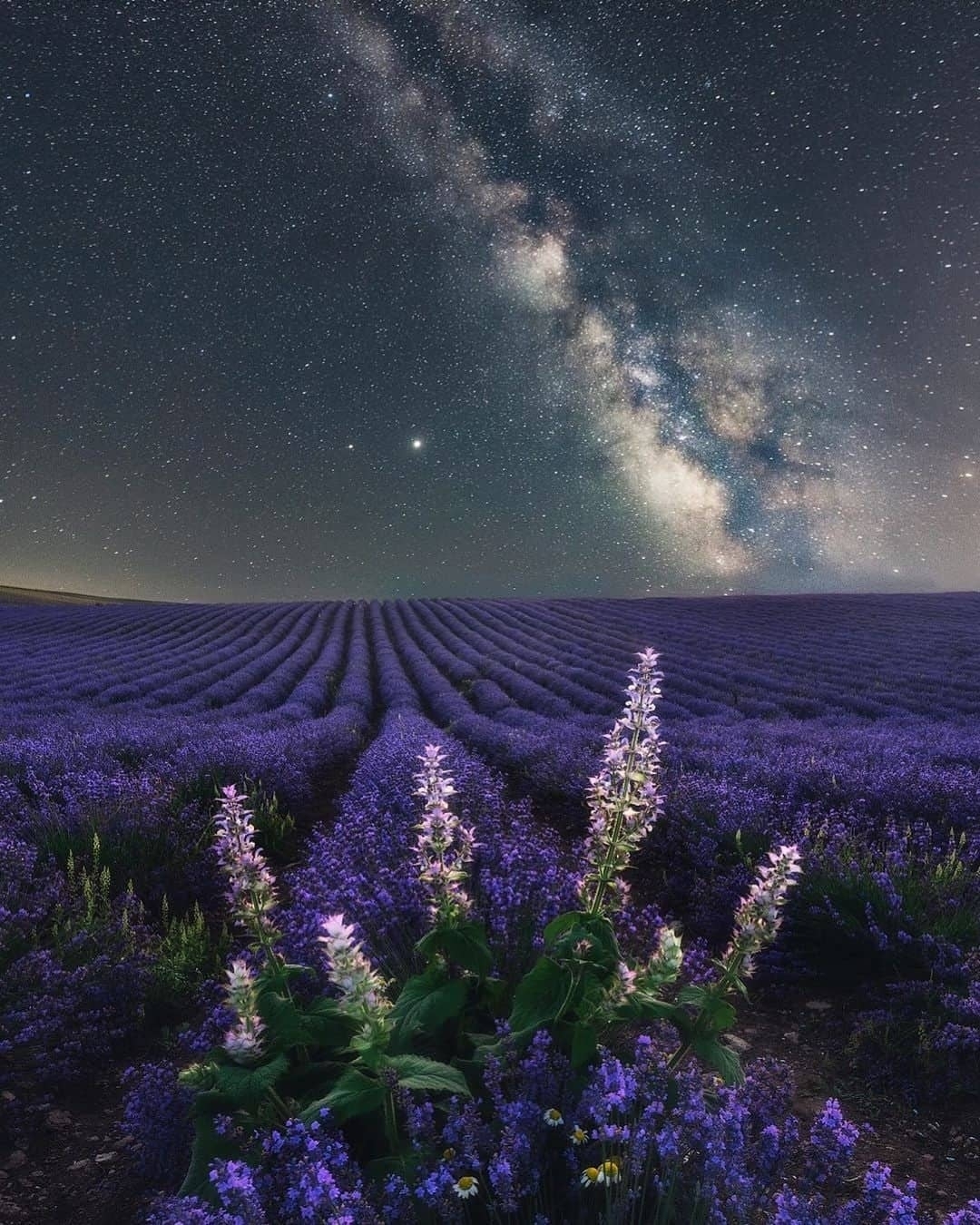 Lavender fields in Crimea - Crimea, Night, Field, Flowers, Nature, The photo, Sky, Landscape