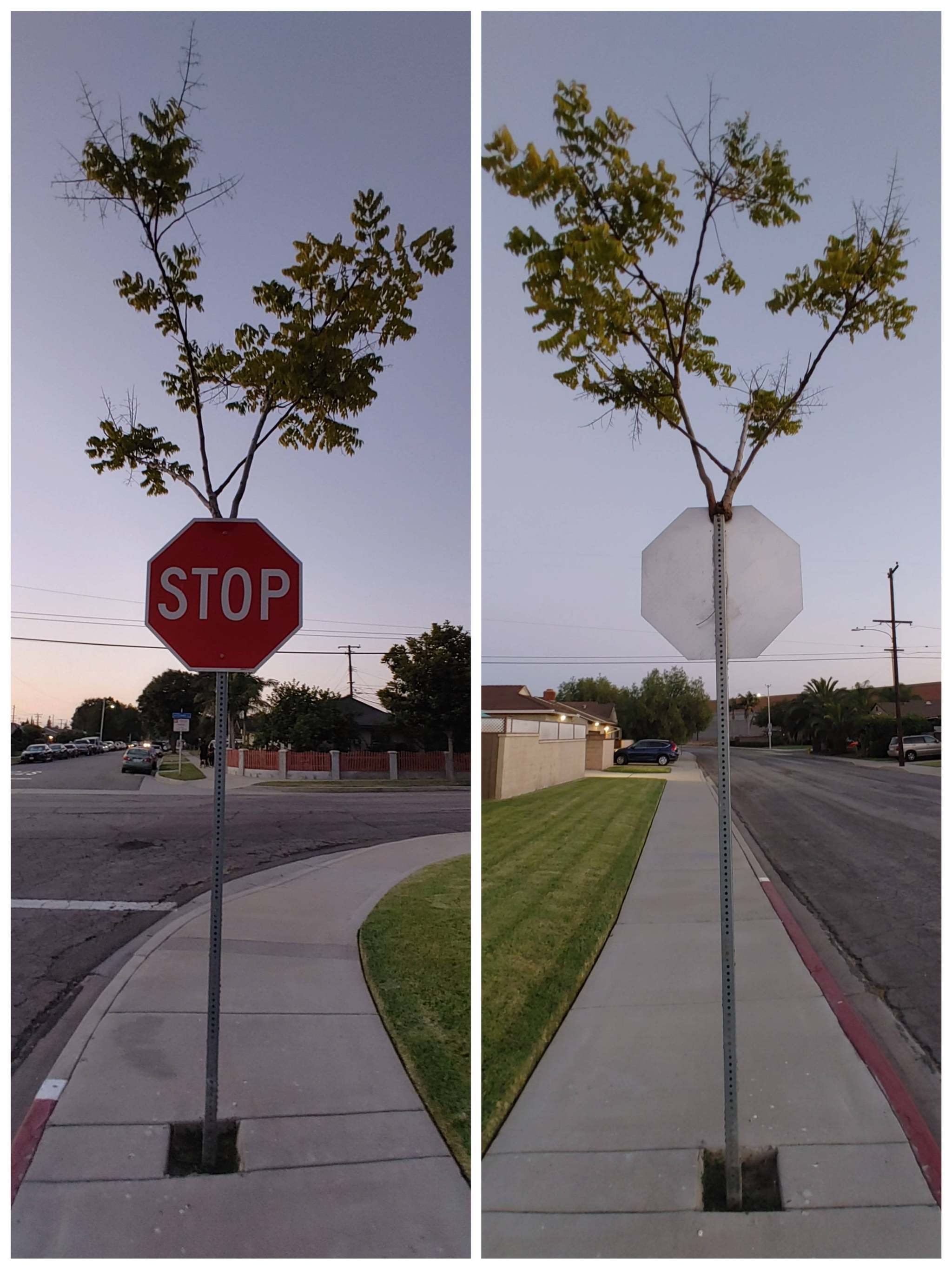 A tree grew right inside a stop sign. - The photo, Tree, Road sign, Stop