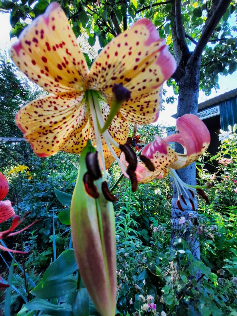 My Asiatic Tango Lilies - My, Plants, Lily, Garden, Longpost, Flowers, raised, Floriculture