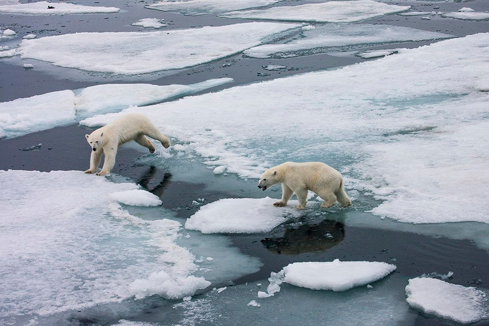 Do as I do - The Bears, Polar bear, Young, Upbringing, Arctic, wildlife, Wild animals, The national geographic