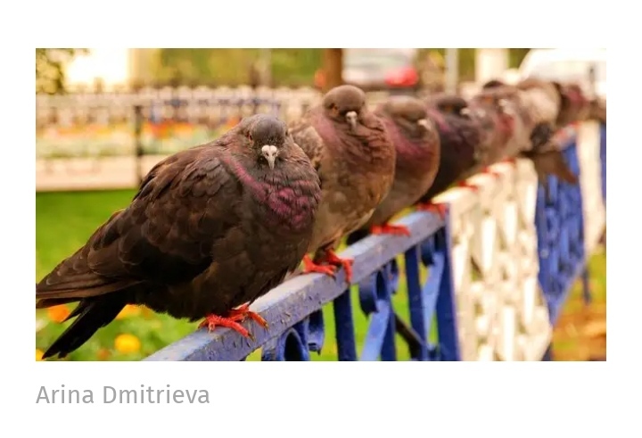 Bright, smart, vindictive: 9 facts about pigeons - Birds, Pigeon, Interesting, Facts, Copy-paste, Longpost