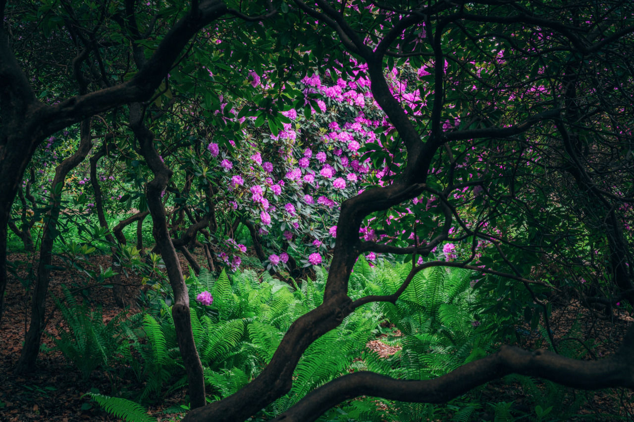 Flower garden in Berlin - The photo, Germany, Berlin, Flowers, Nature, Garden, Longpost