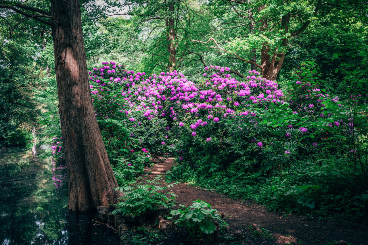 Flower garden in Berlin - The photo, Germany, Berlin, Flowers, Nature, Garden, Longpost