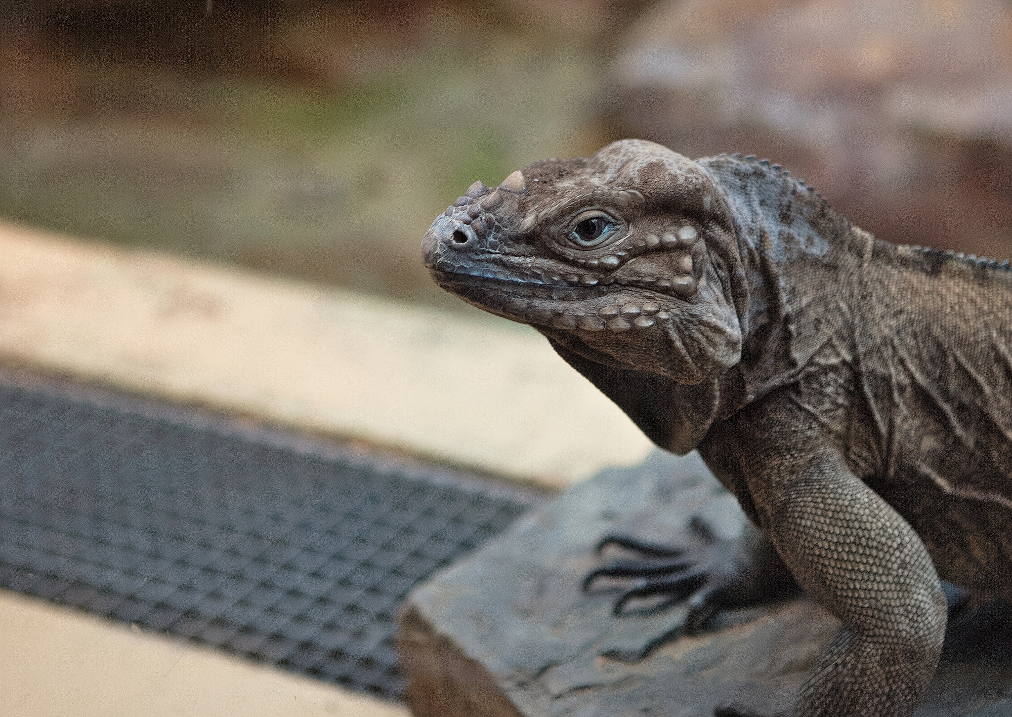 GUEST - My, The photo, Reptiles, Sri Lanka, Strange guest