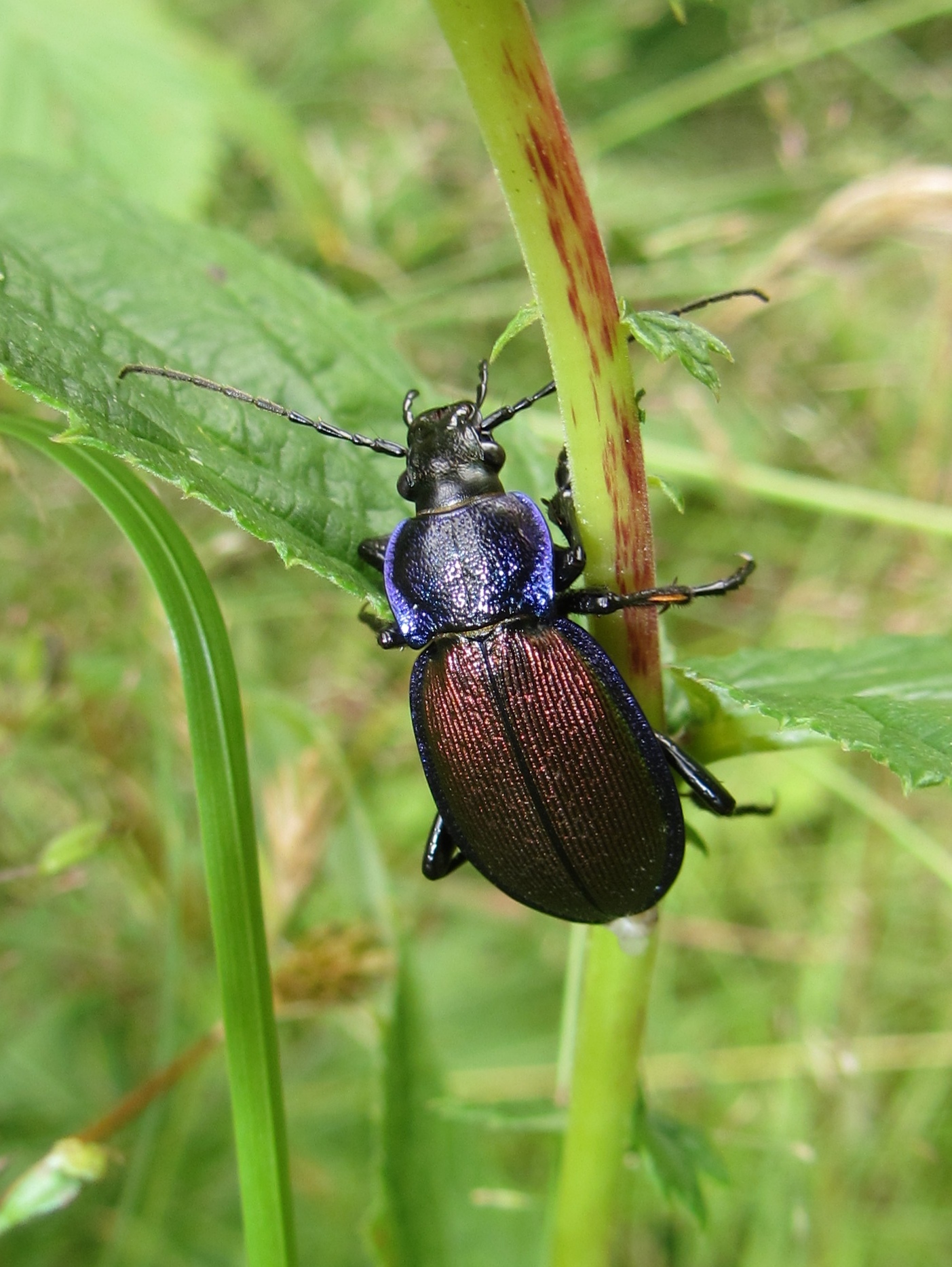 Animals of Altai - My, Animals, Insects, Altai Republic, The photo, Longpost