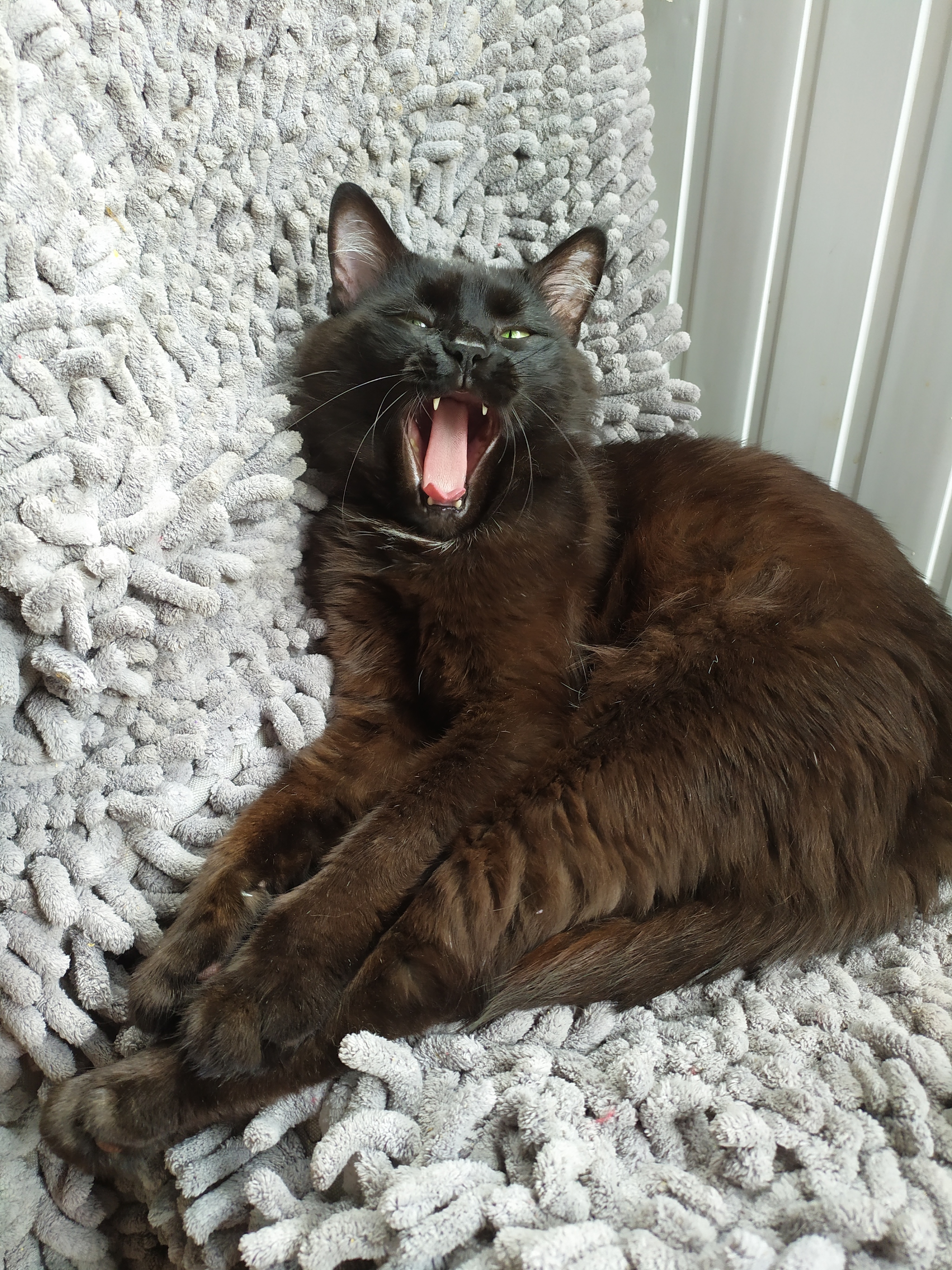 Count Murnyakula 2 - My, cat, Black cat, Yawn