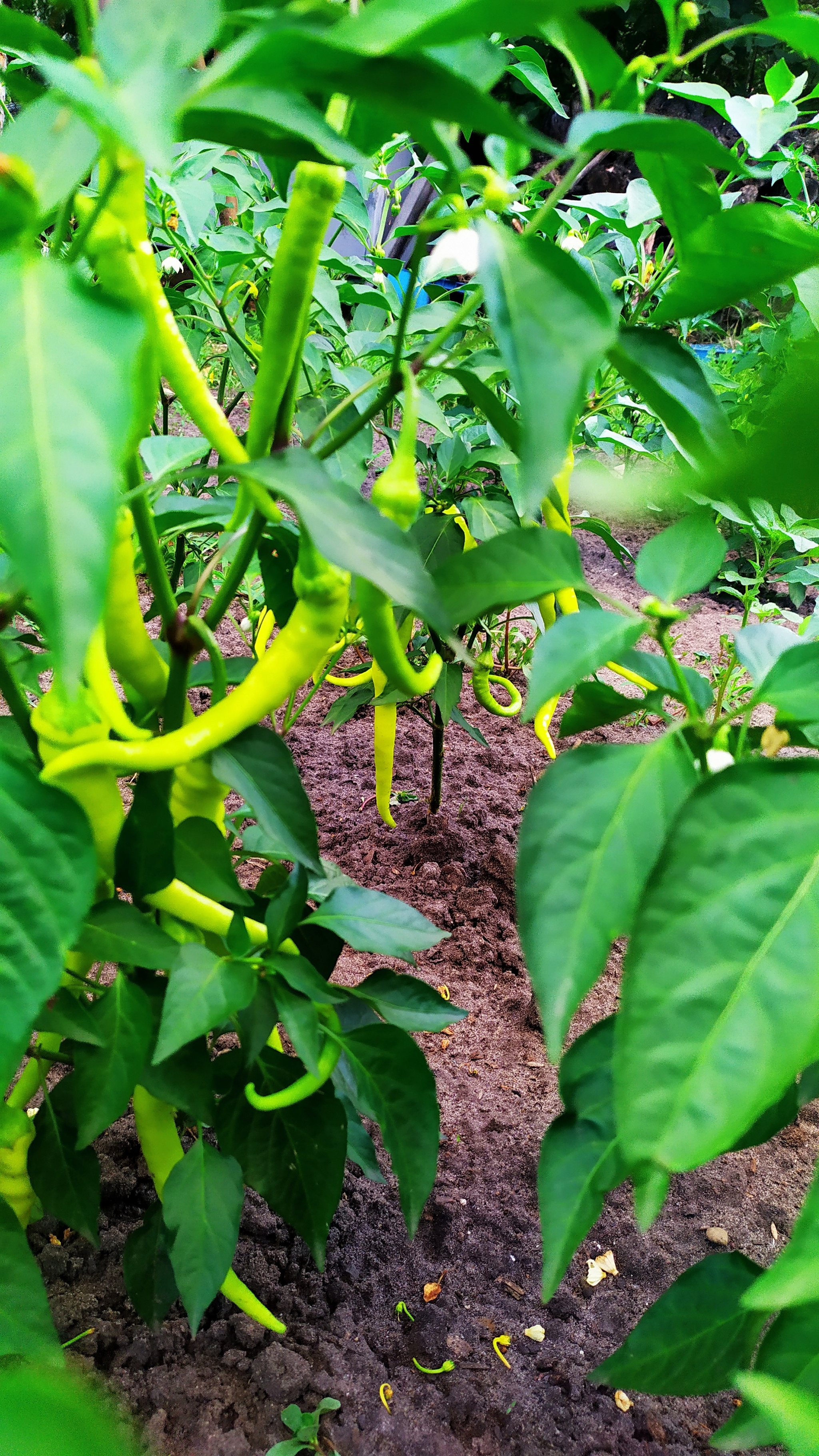 First experience of growing hot peppers - My, Hot peppers, Gardening, Growing, Habanero, Longpost