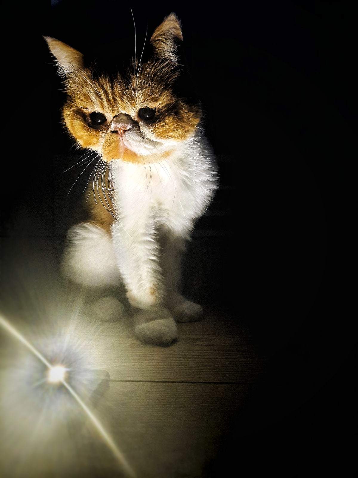 The cat decided to cast a spell... - My, Cat with lamp, cat, Samsung, Photo on sneaker