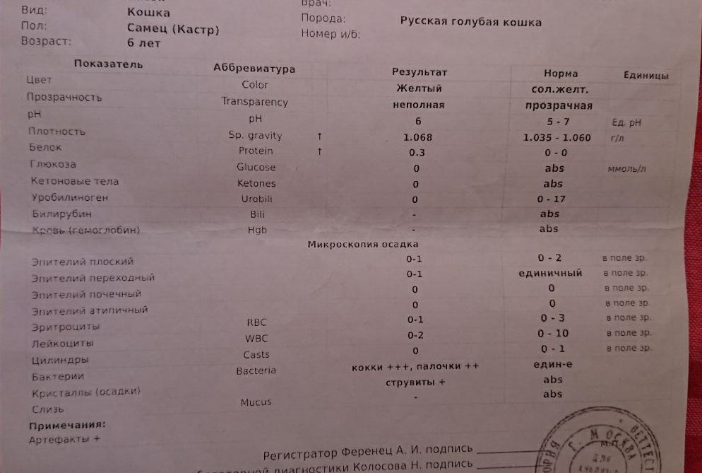 Ветеринары не знают ,что с котком - Моё, Кот, Болезнь, Ветеринария, Длиннопост, Домашние животные