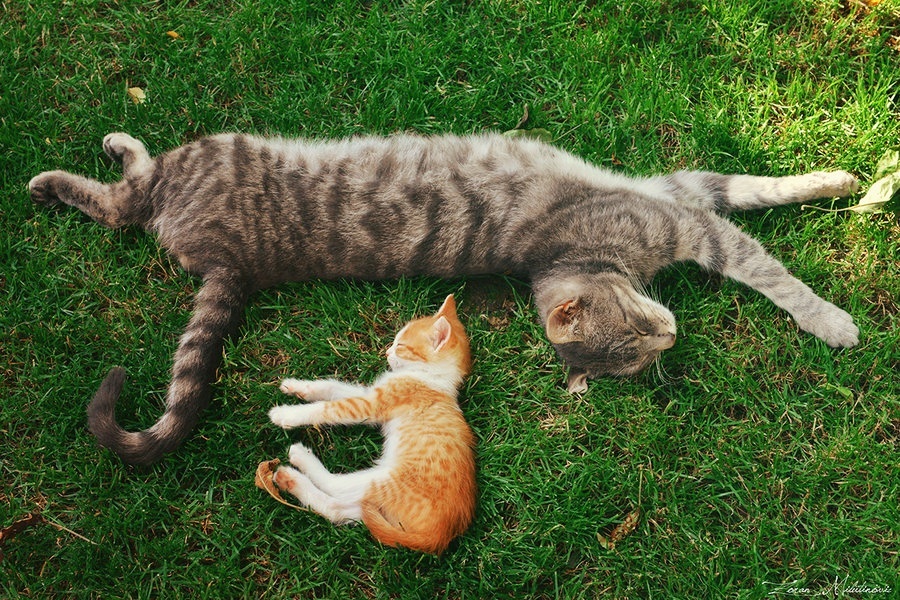 Pancake with minced meat. Continuation - My, cat, Story, Story, To be continued, Longpost