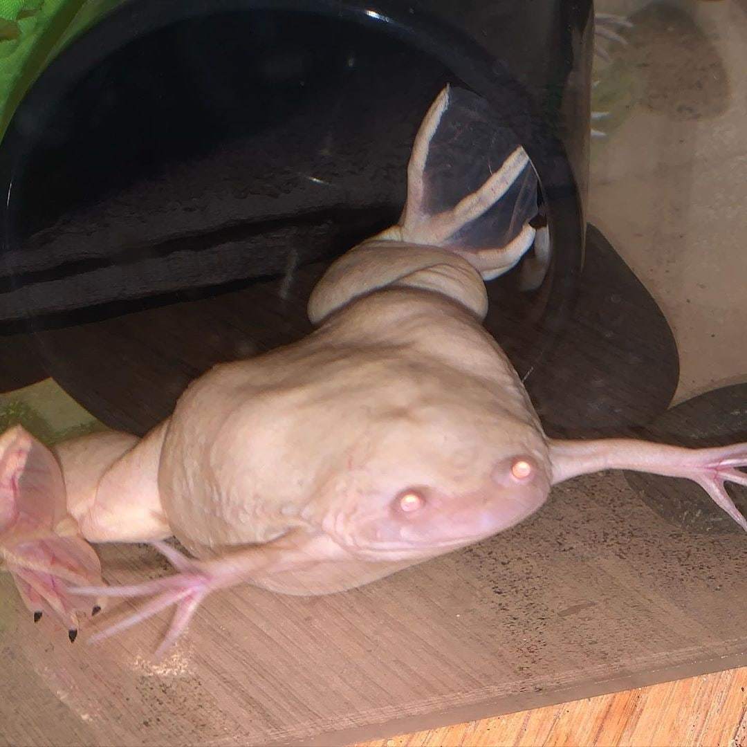 жаба гола баба (100) фото