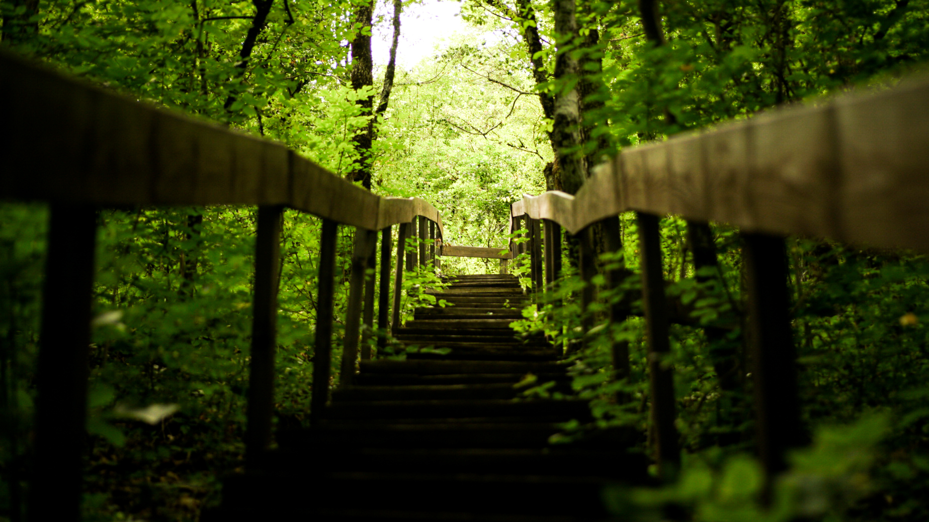 Gorge near Gelendzhik - My, Sony, The photo, Nature, Forest, Green, Longpost