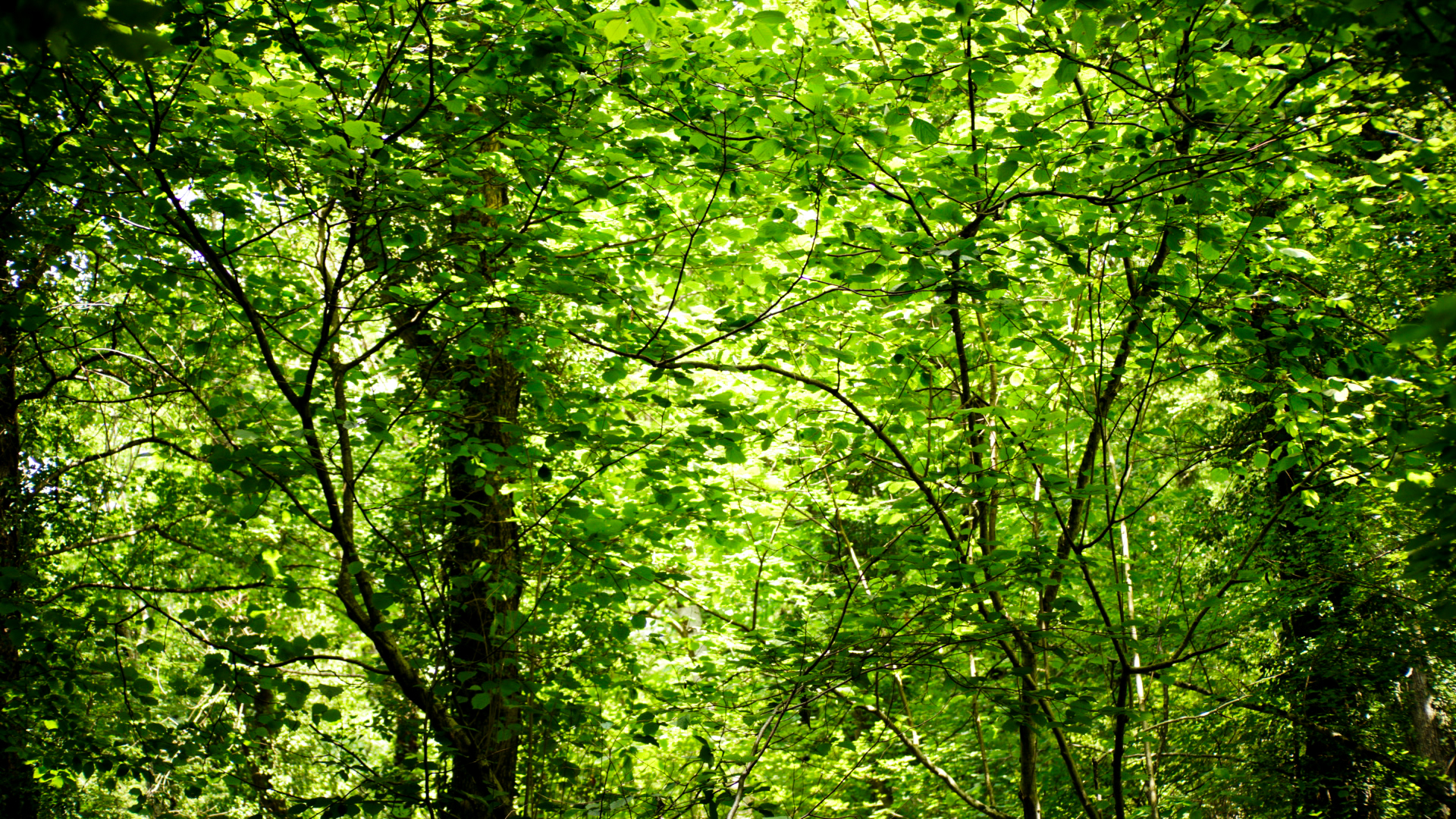 Gorge near Gelendzhik - My, Sony, The photo, Nature, Forest, Green, Longpost