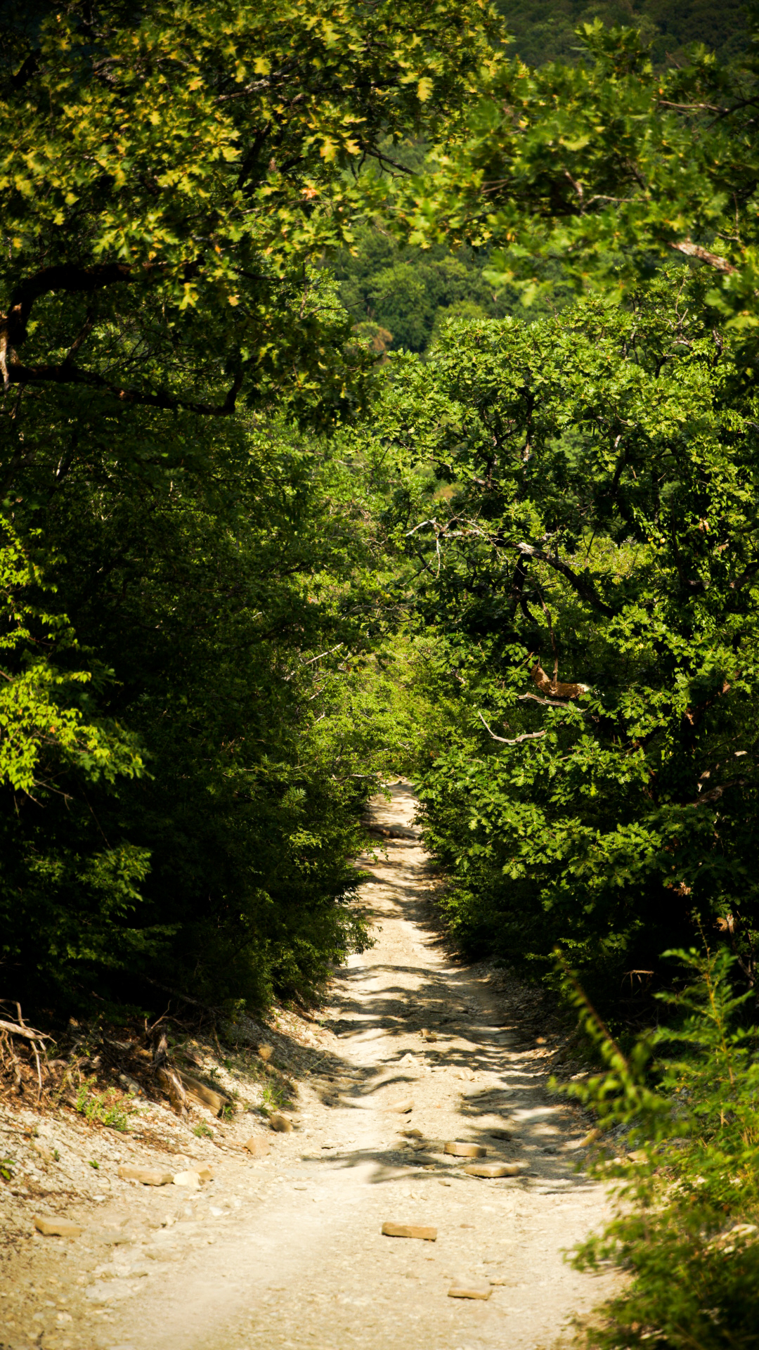 Gorge near Gelendzhik - My, Sony, The photo, Nature, Forest, Green, Longpost