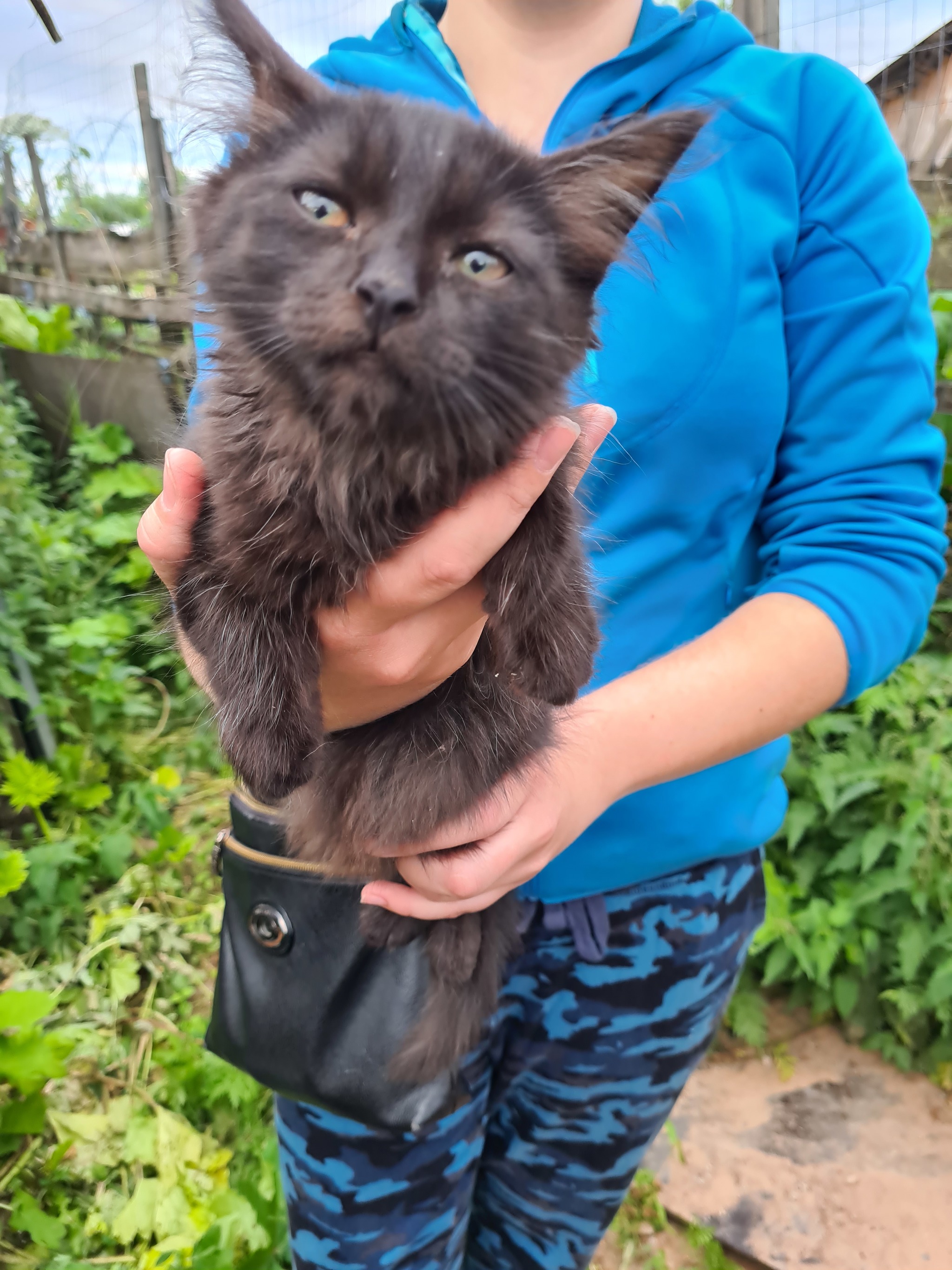 A beautiful black cat is looking for a home! - Saint Petersburg, Leningrad region, Longpost, In good hands, cat, Kittens, No rating, Animal shelter