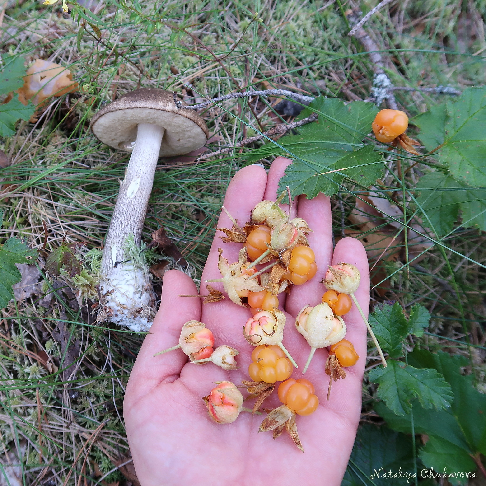 No mushrooms, tragicomedy in one act - My, Mushrooms, Mushroom pickers, Cloudberry, Longpost