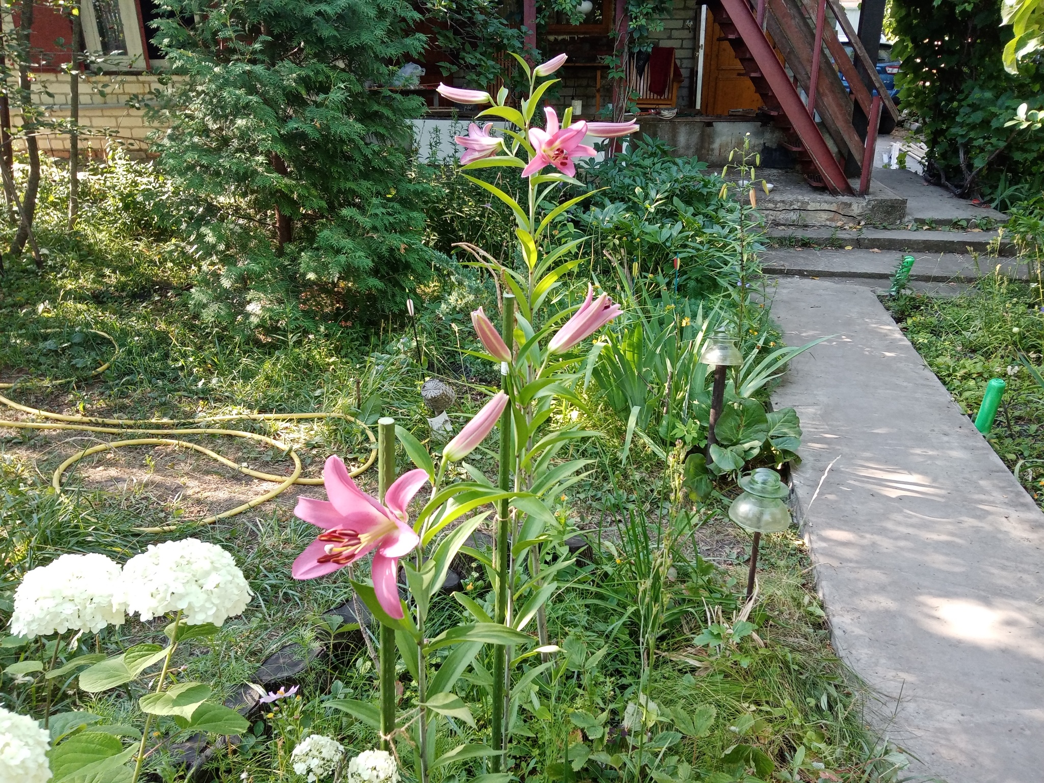 Today the lilies bloomed - My, Dacha, Flowers, Lily