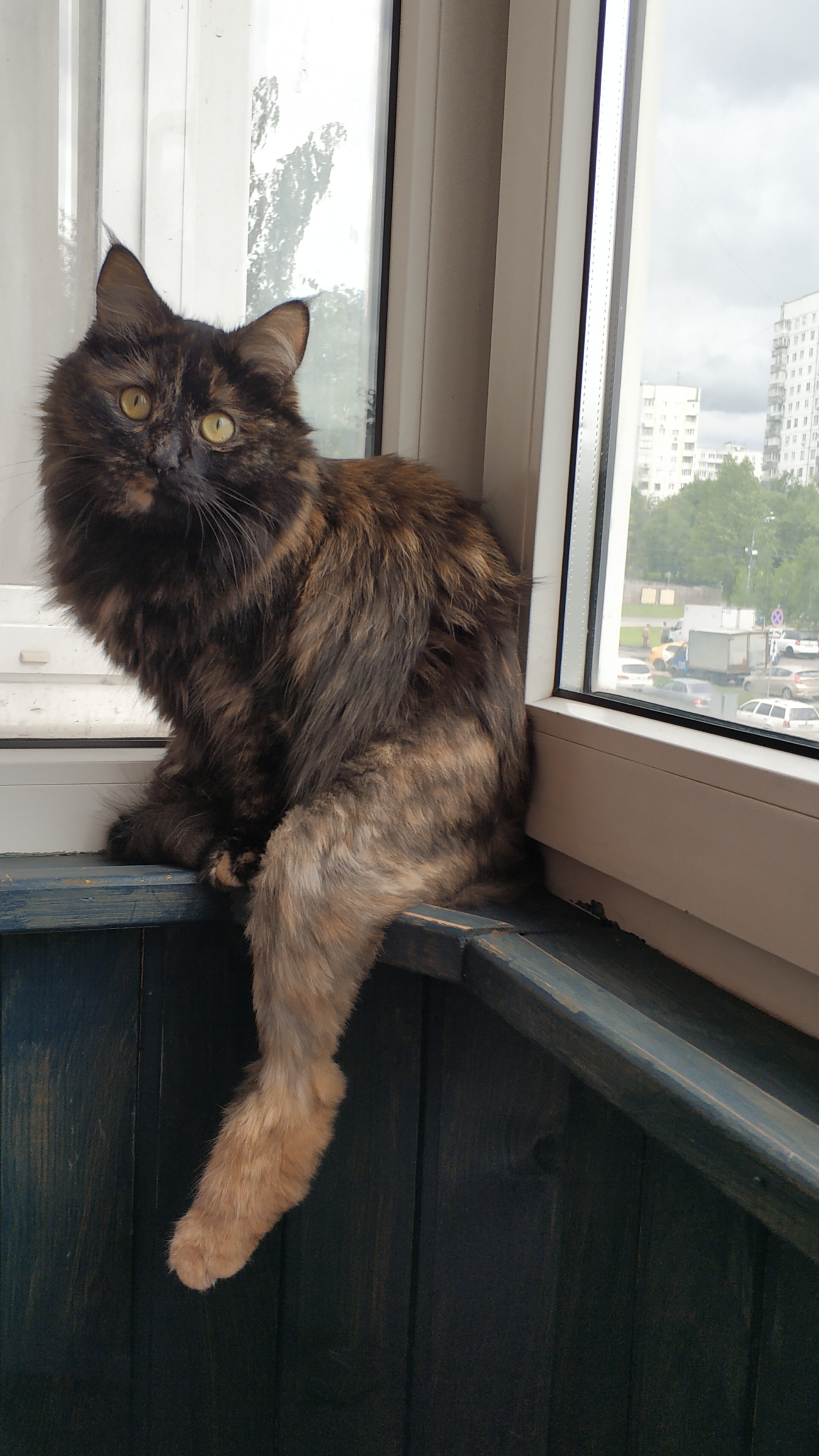 After osteosynthesis surgery, the cat now sits like this - My, cat, Fracture