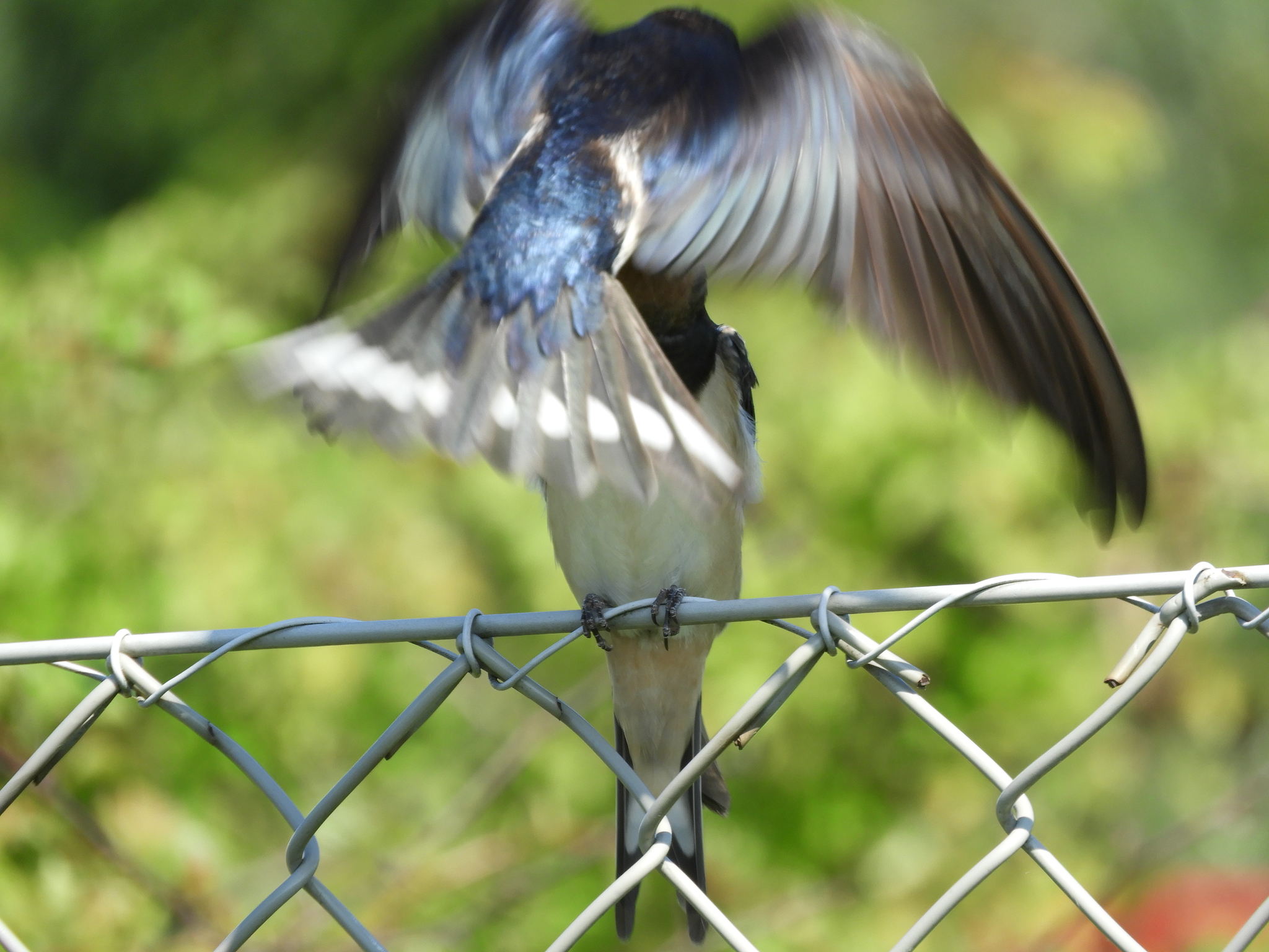 From the life of a chick swallow - My, Martin, Chick, Longpost