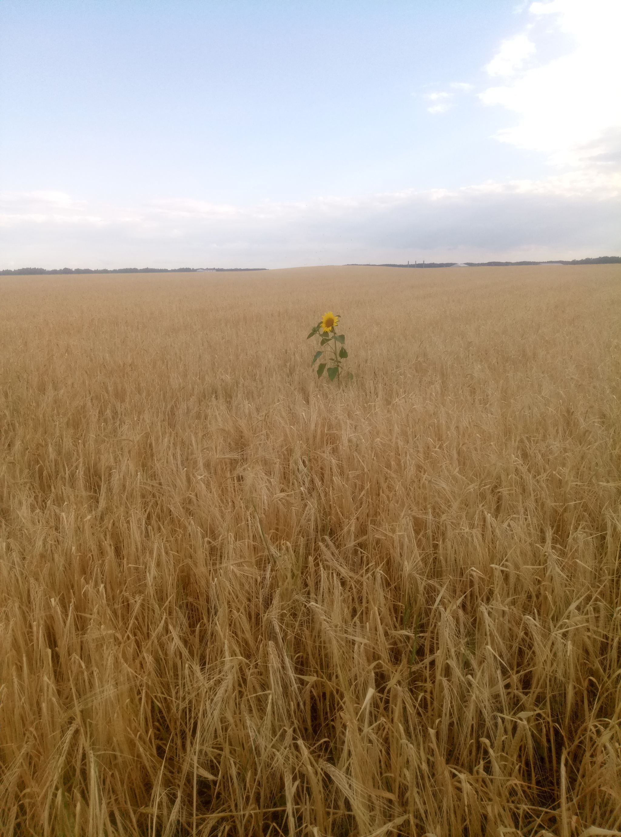 Surrounded but not broken - My, Field, Warrior, Sunflower, Loneliness