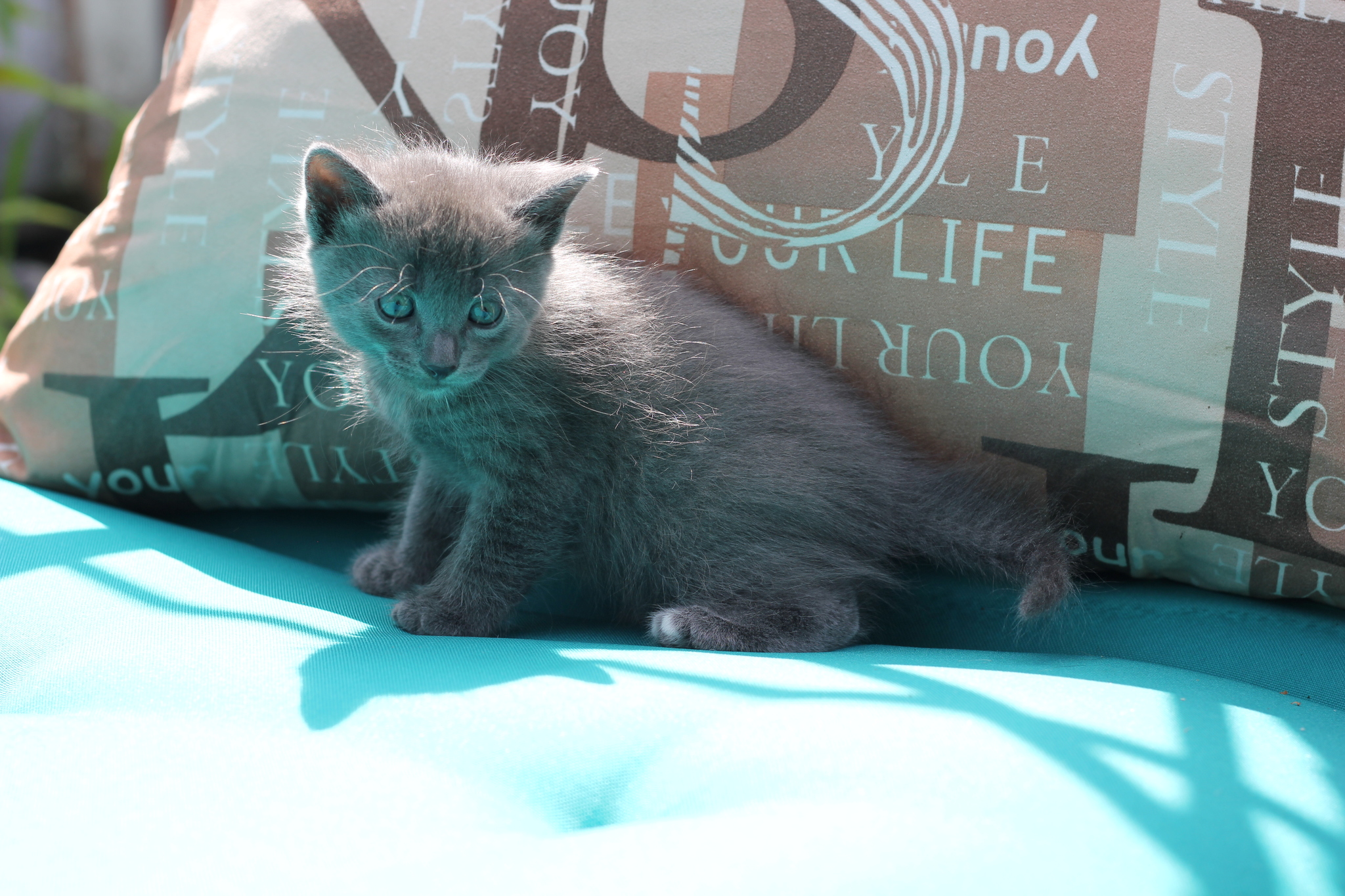 Kittens are looking for a home. Kursk city - My, Kittens, In good hands, Pets, Kursk, cat, Longpost, Black cat, No rating