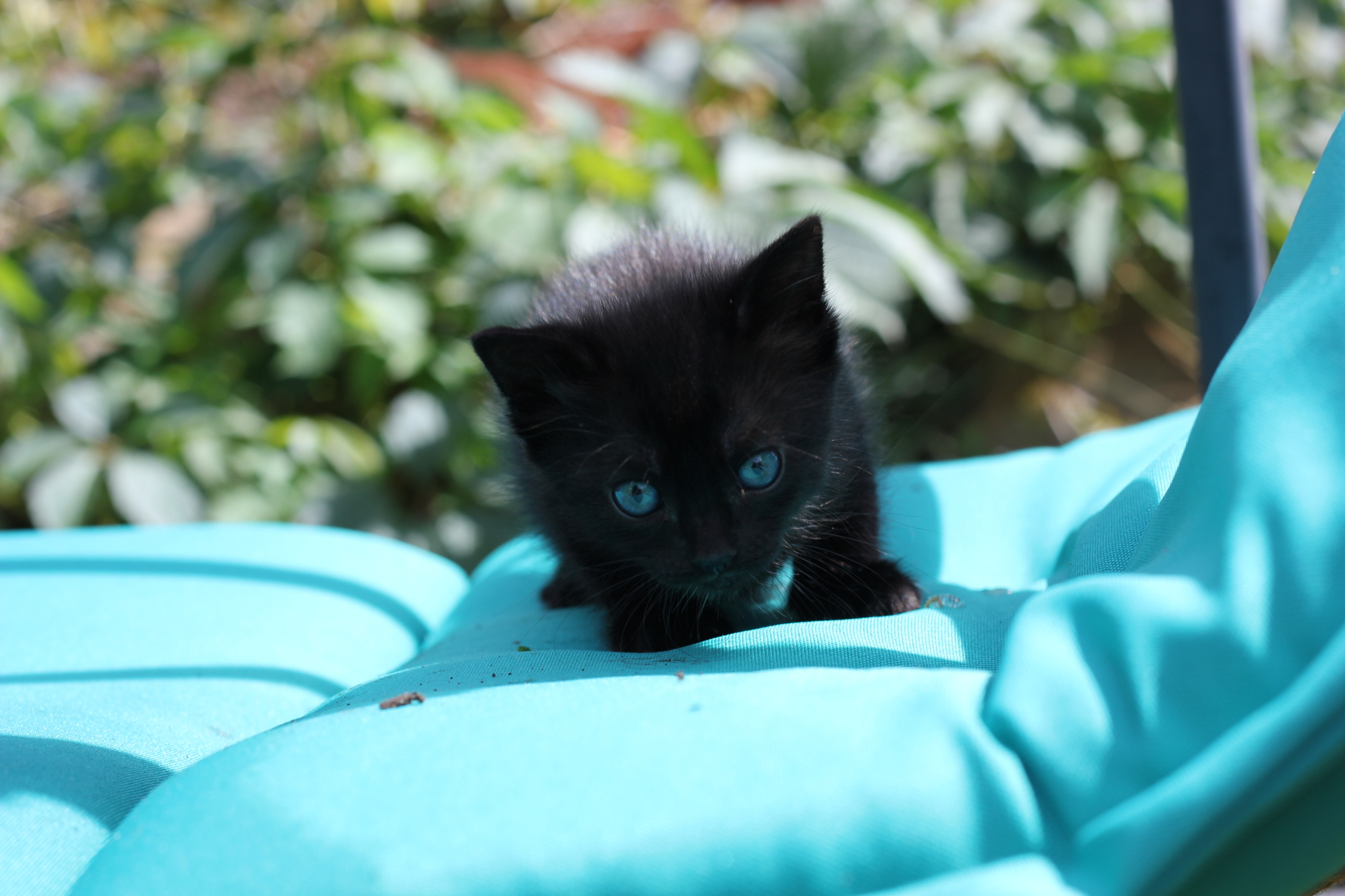 Kittens are looking for a home. Kursk city - My, Kittens, In good hands, Pets, Kursk, cat, Longpost, Black cat, No rating