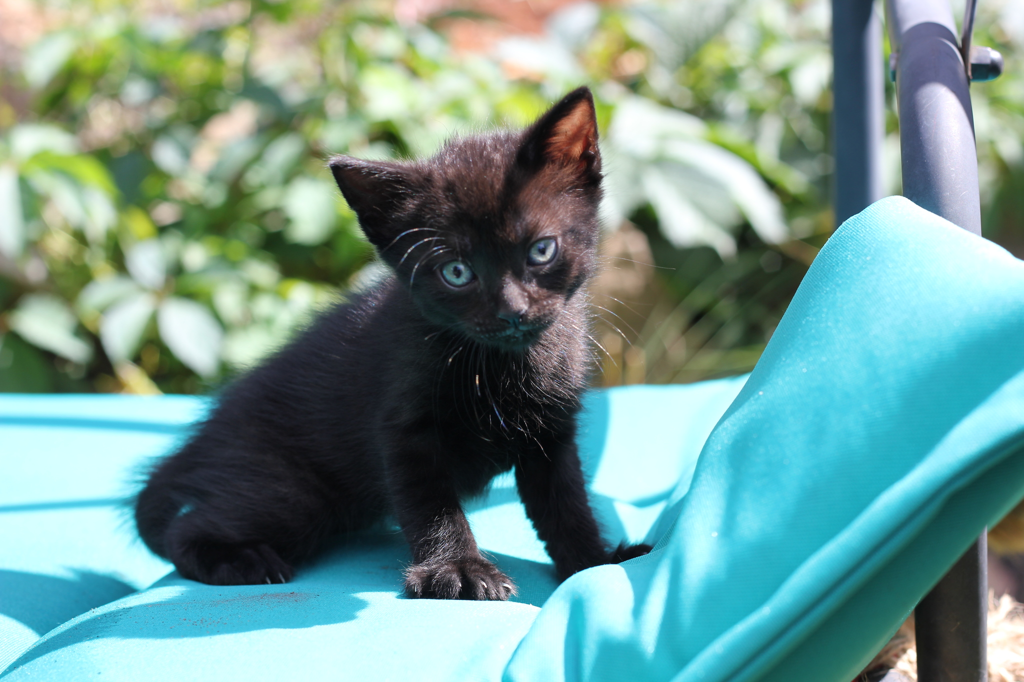 Kittens are looking for a home. Kursk city - My, Kittens, In good hands, Pets, Kursk, cat, Longpost, Black cat, No rating