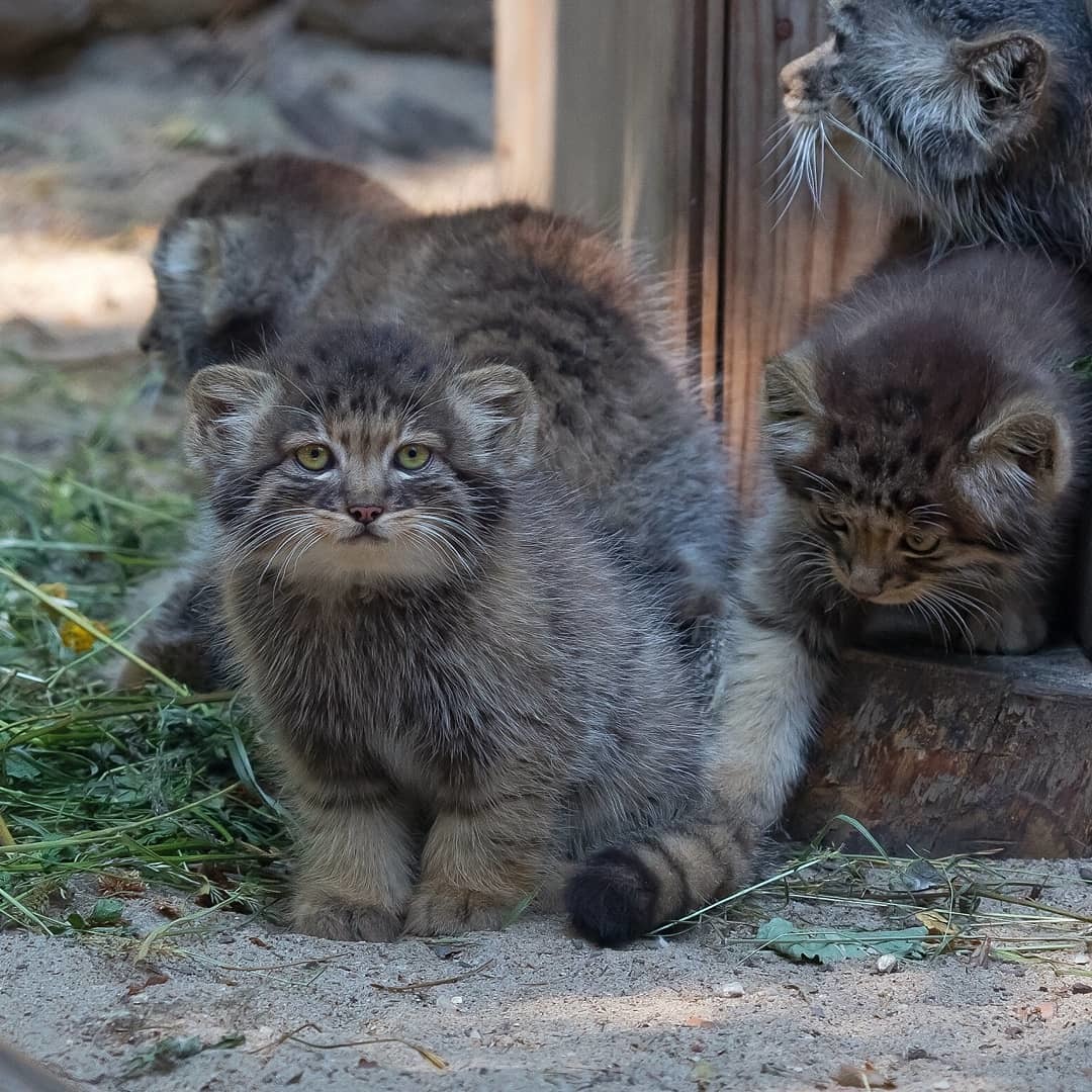 16 Pallas' cat cubs were born at the Novosibirsk Zoo - Pallas' cat, Kittens, Novosibirsk Zoo, Zoo, Animals, Longpost, Young, Milota