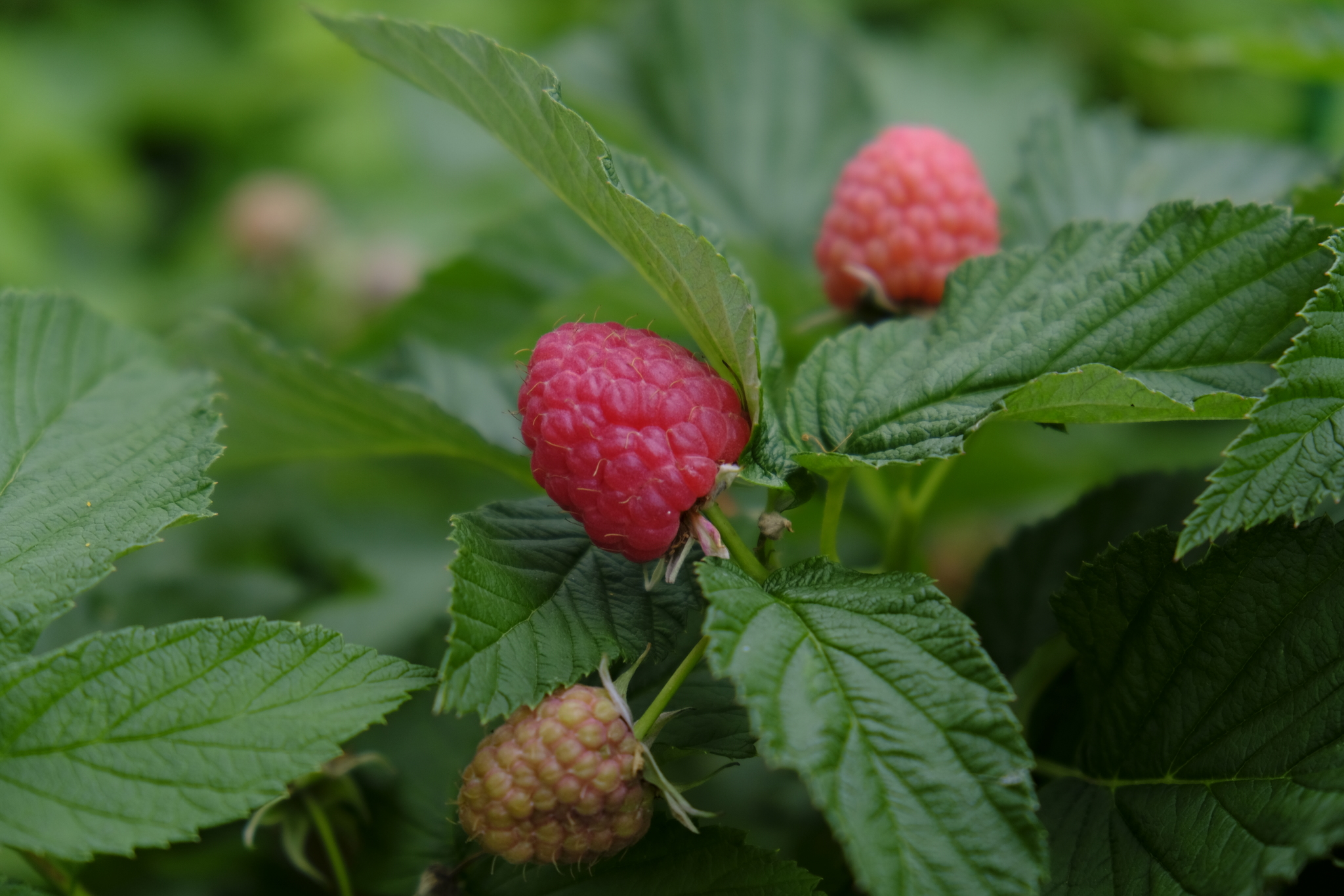 Summer - My, Summer, Flowers, Berries, Nature, Dahlias, Lily, Raspberries, Red Ribes, Longpost